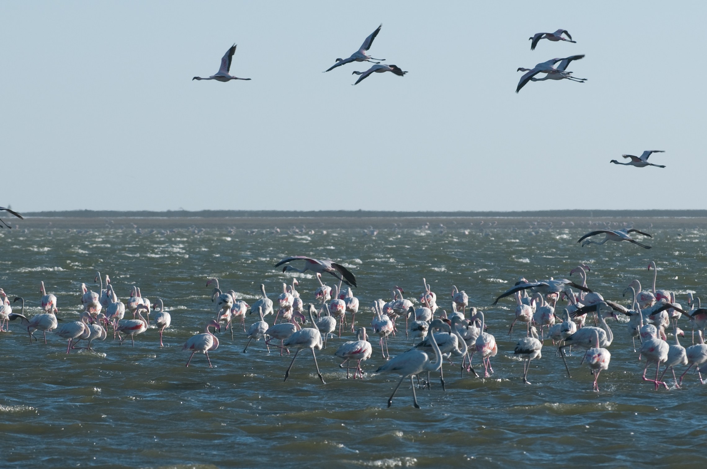 NA-Excursie-22285-Kayaking-Walvis-Bay-flamingos.jpg