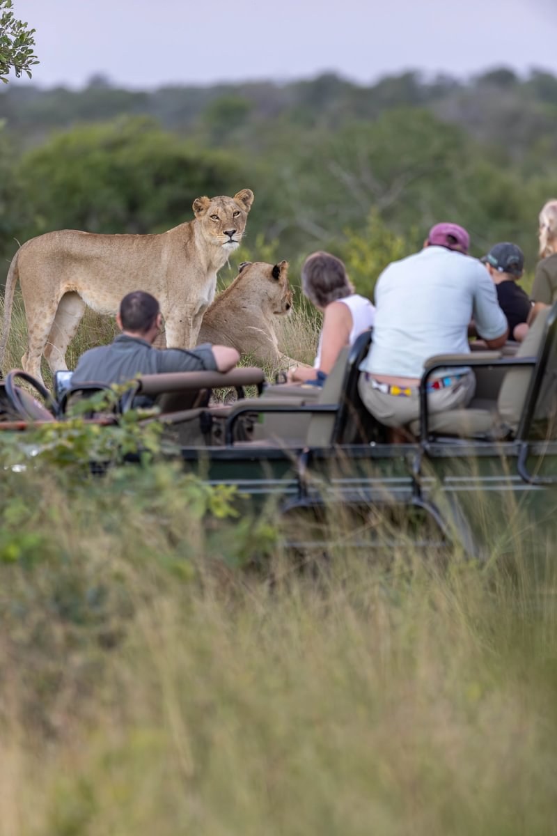 ZA-Monwana - Game Drive Lions - 2025 - Medium.jpg