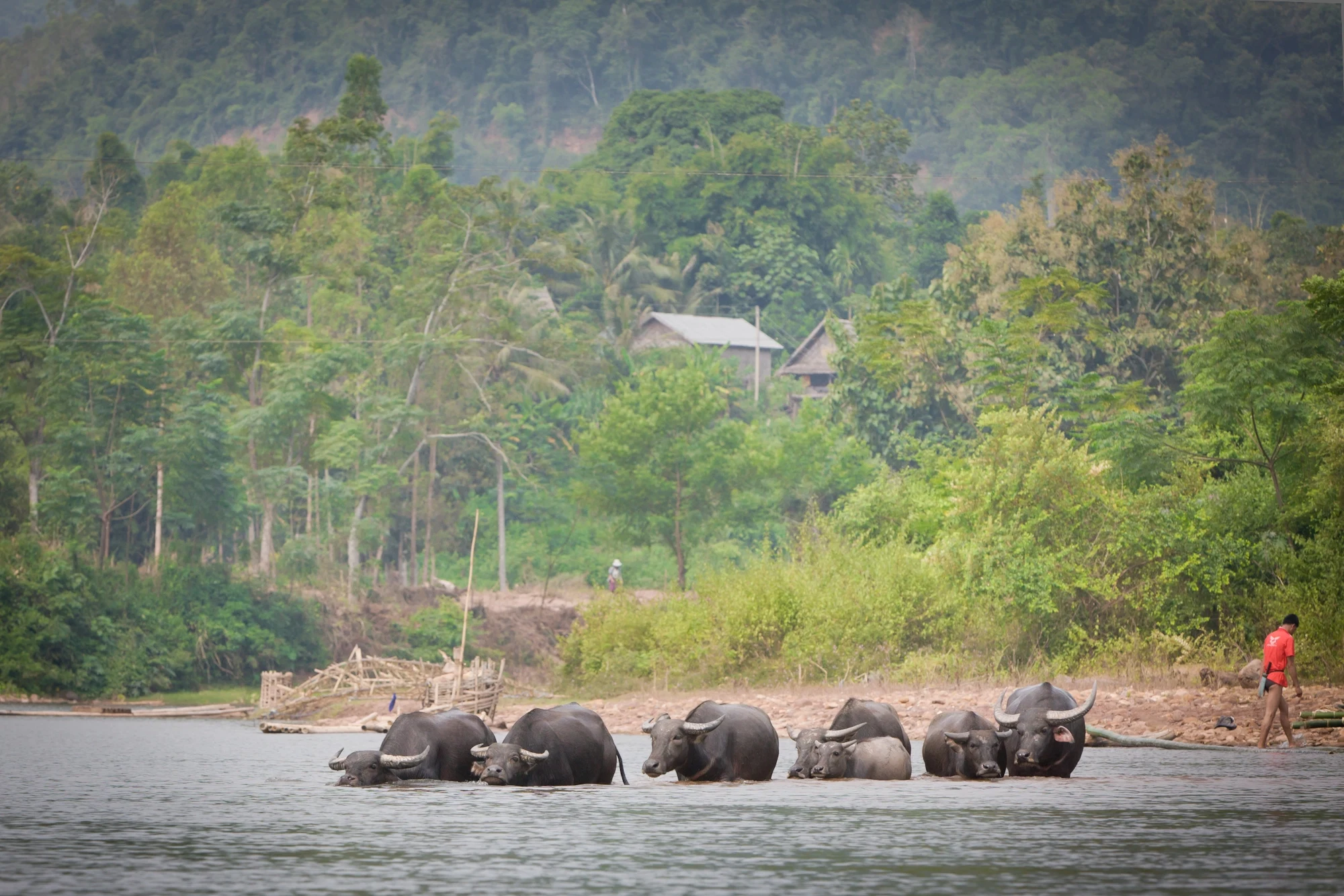LA - Muang La Resort - Buffalo.webp