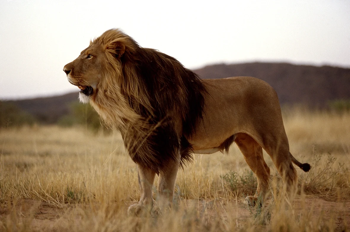 NA - Okonjima Luxury Bush Camp - Lion.webp