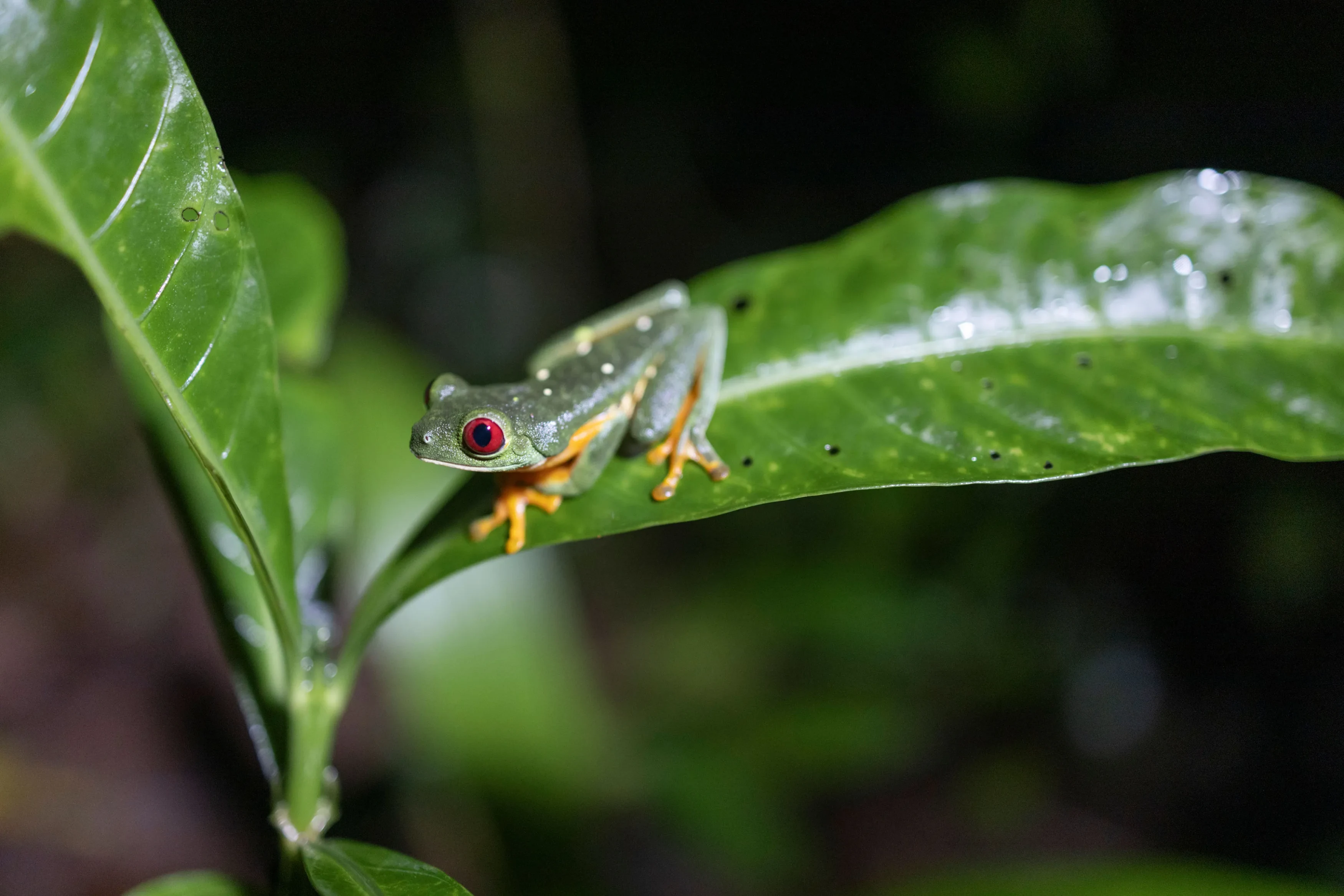CR-Journey into the night-Wildlife and Walk Rainforest Trails (3).webp