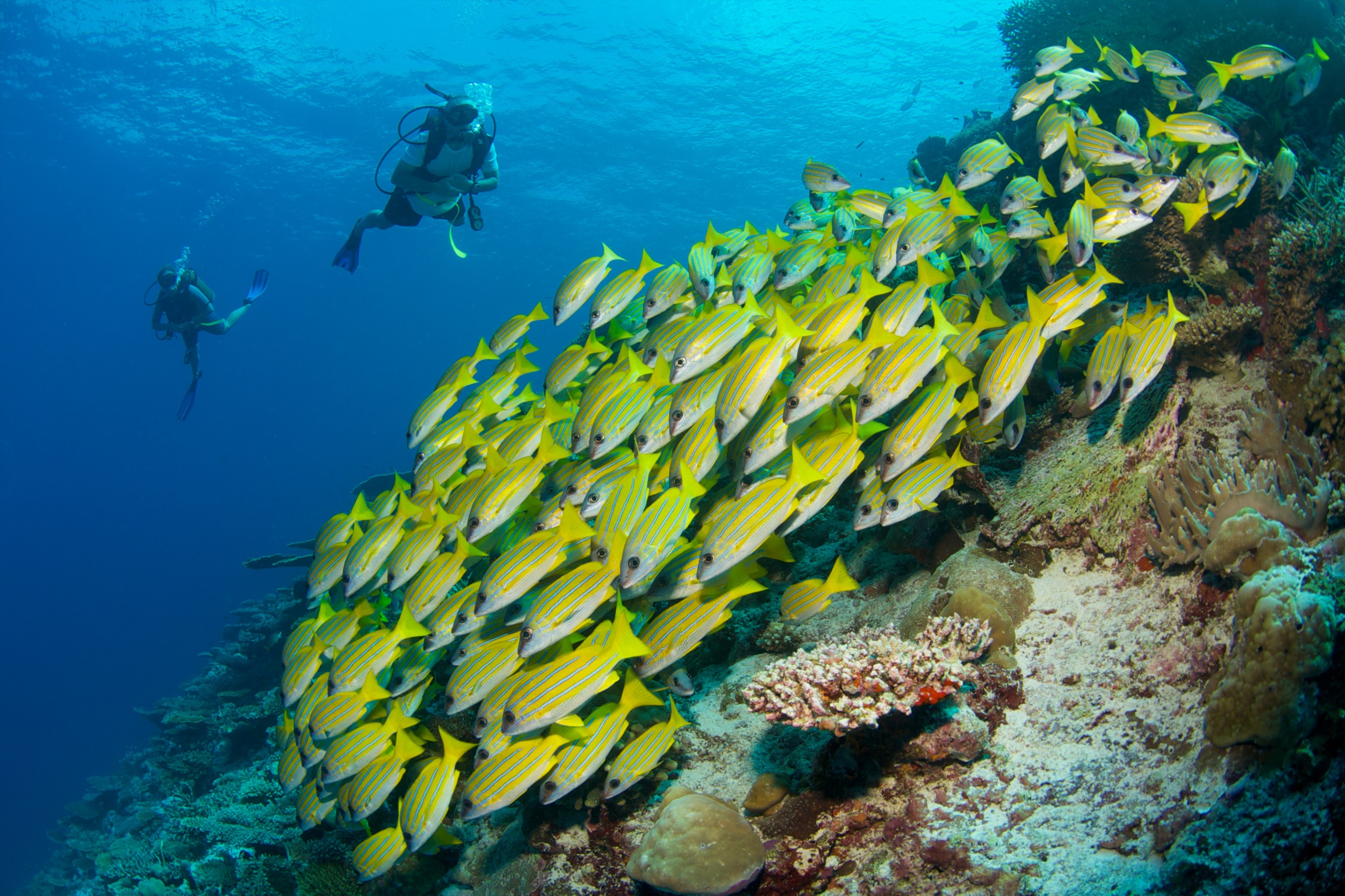 MV - Six Senses Laamu - Diving.jpg