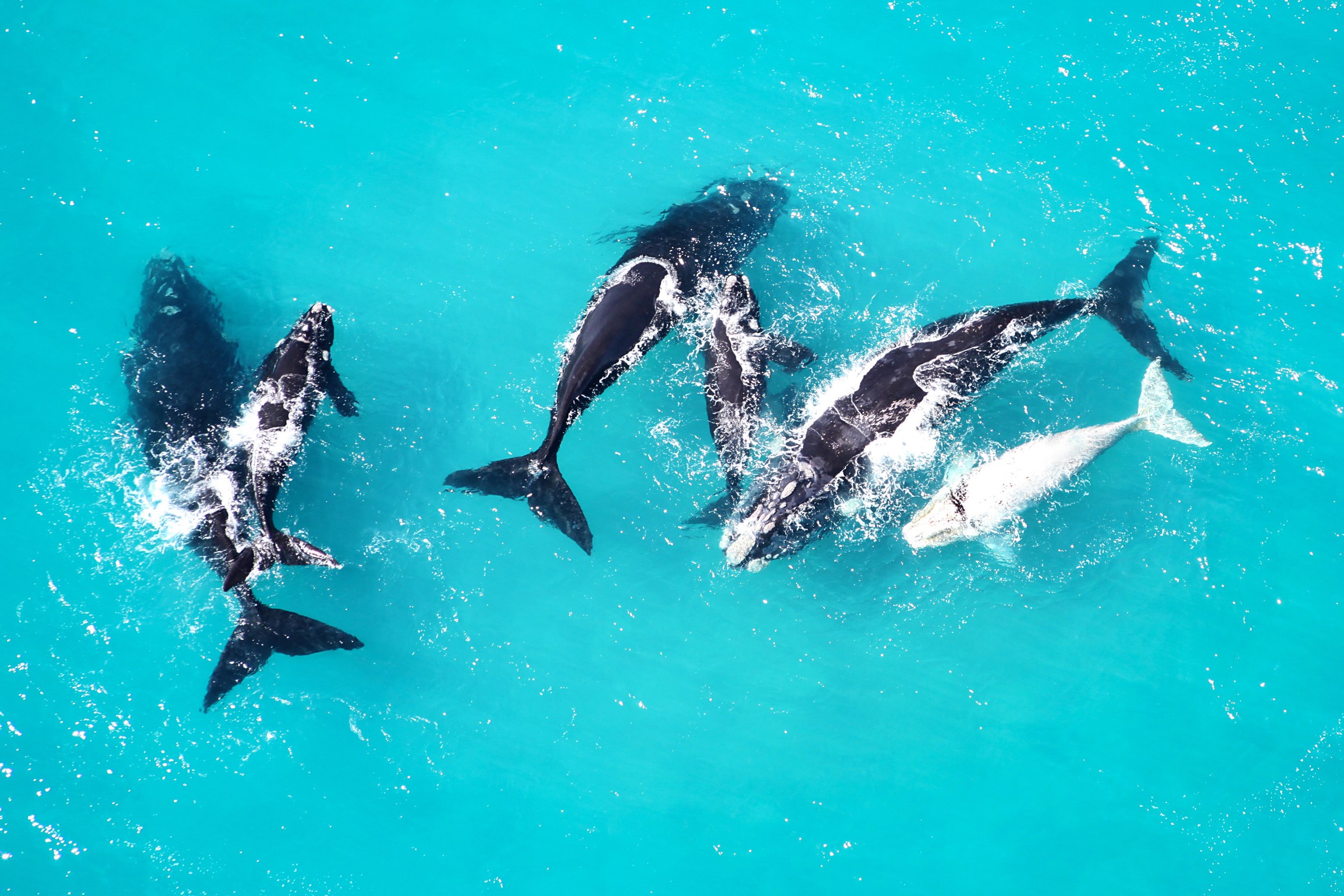 ZA-Excursie-Marine Big 5 Boat Trip-whale.jpg
