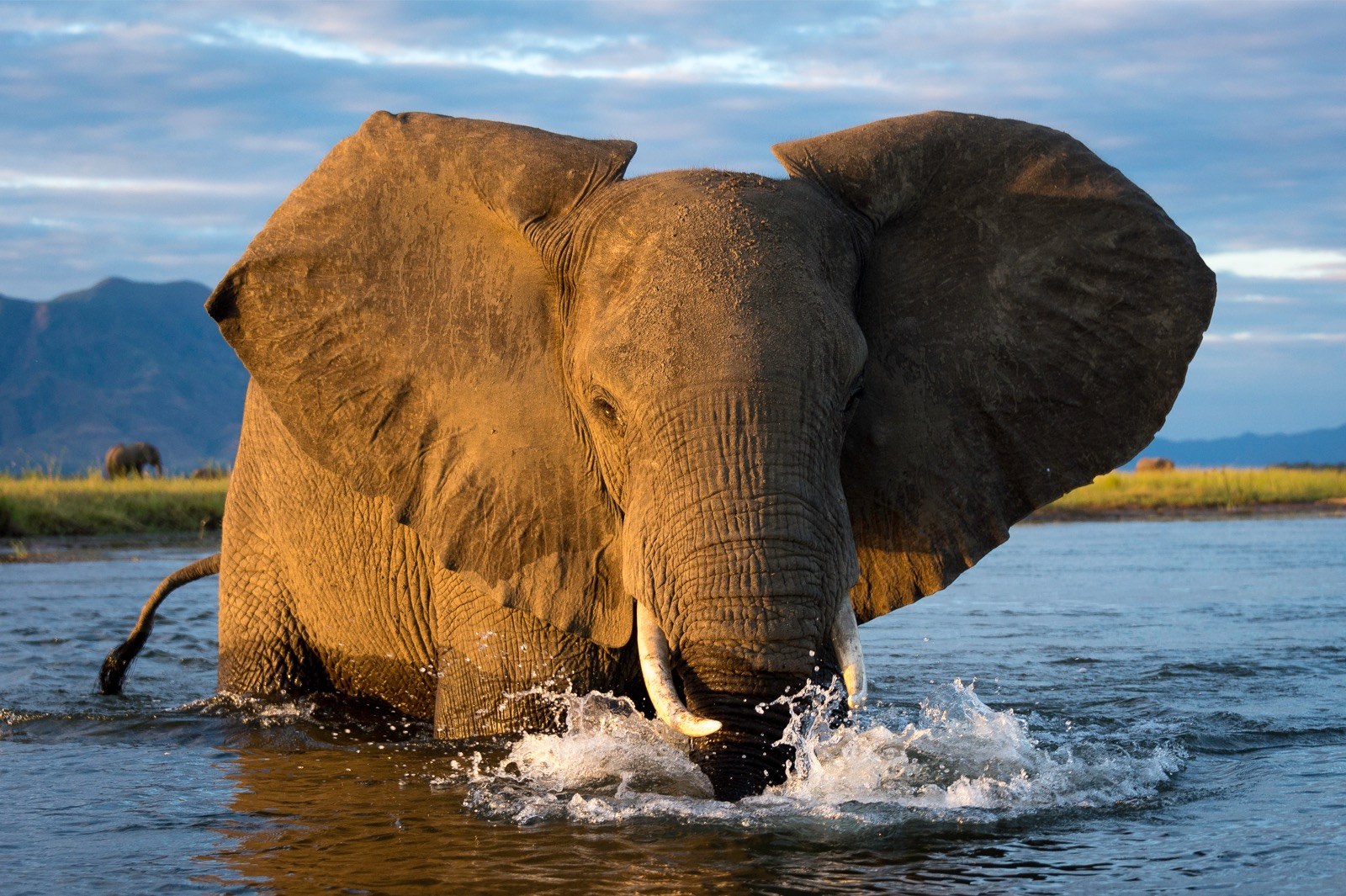 ZW_-_Ruckomechi_Camp_-_Elephant-1.jpg