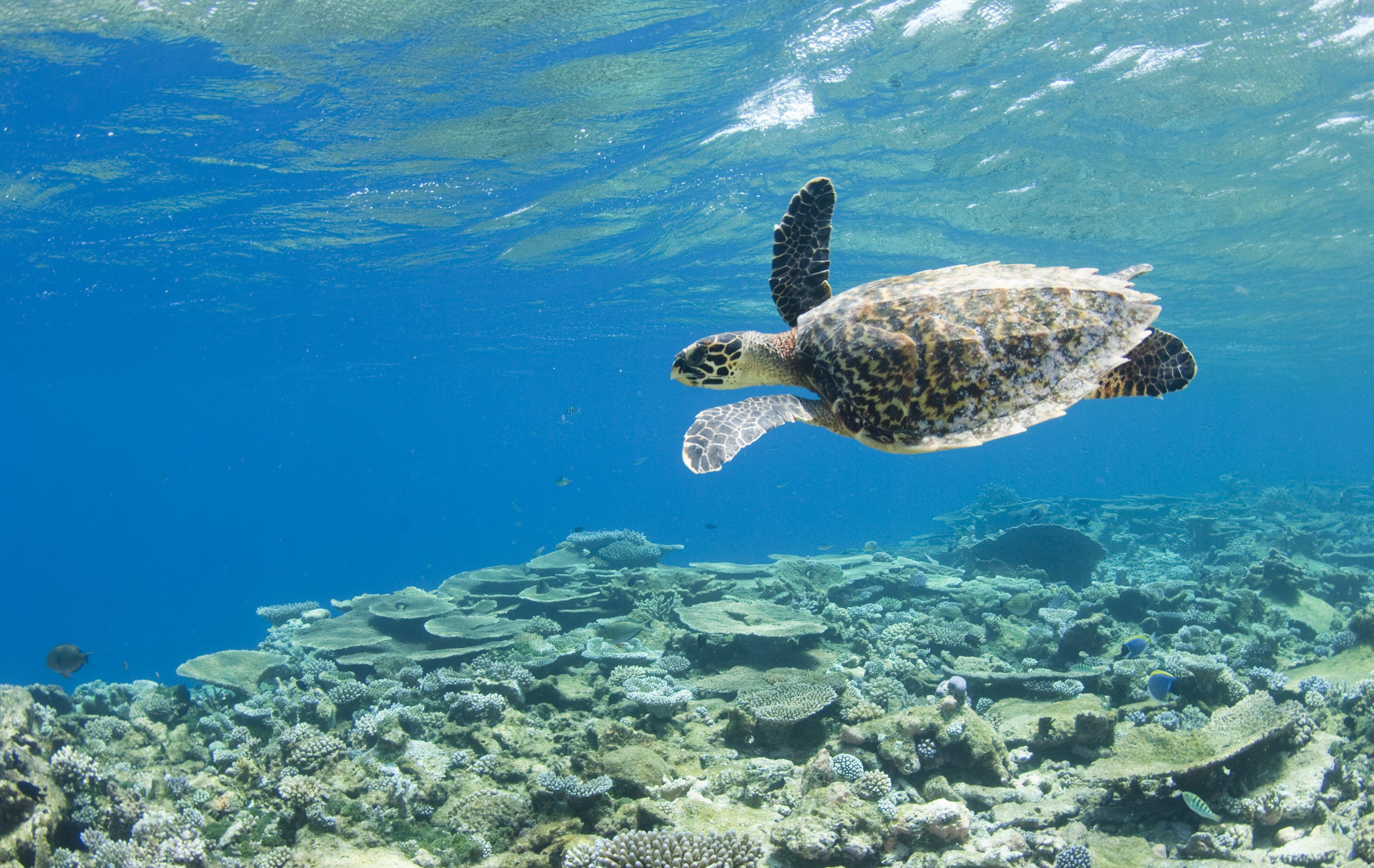 MV - Park Hyatt Hadahaa - Turtle.jpg