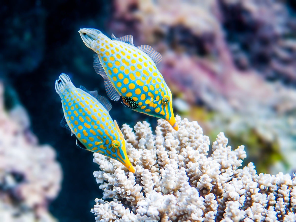 FJ-Activties-Royal Davui Island Resort-Diving 1.jpg