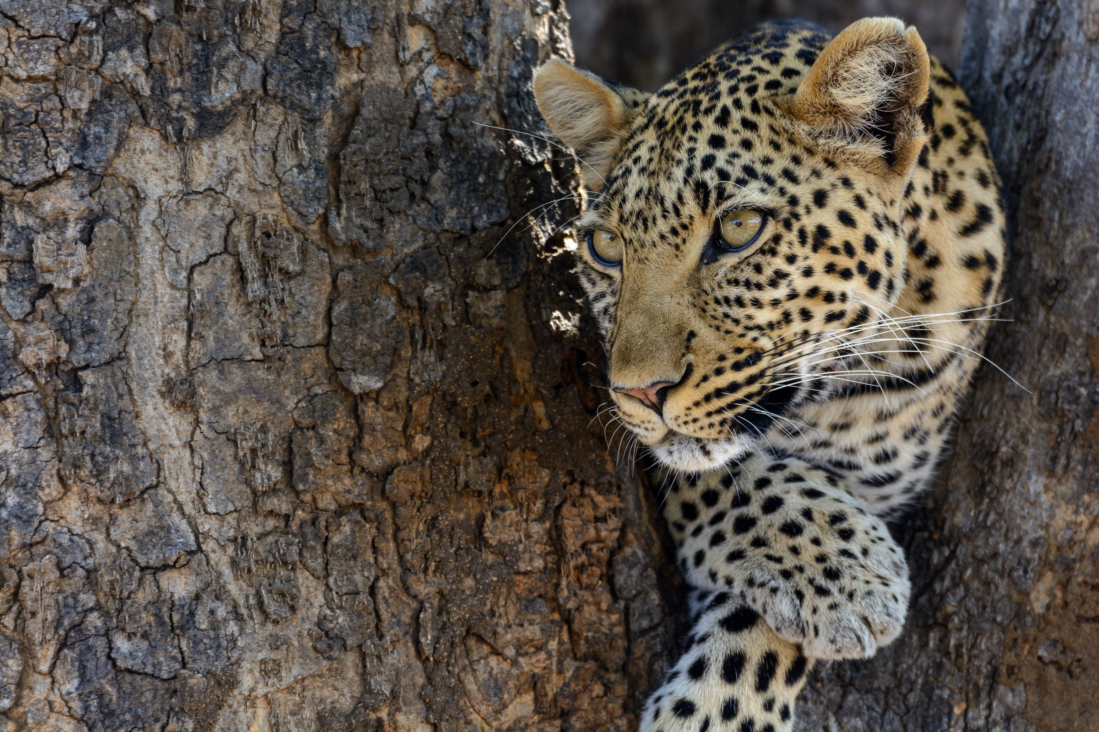 TZ - Jabali Ridge - Leopard.jpg