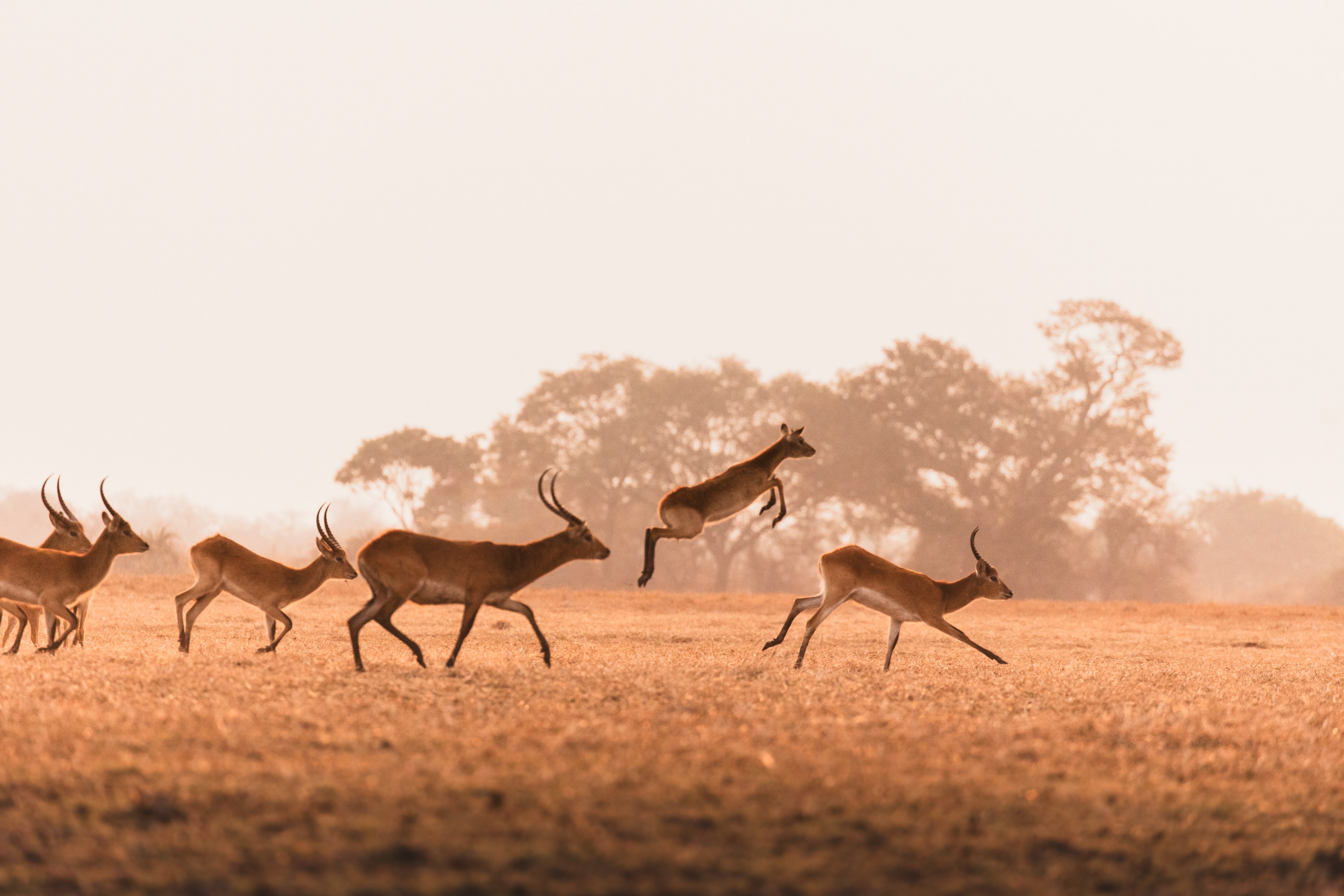 ZM-Busanga Bush Camp-wildlife 1.jpg