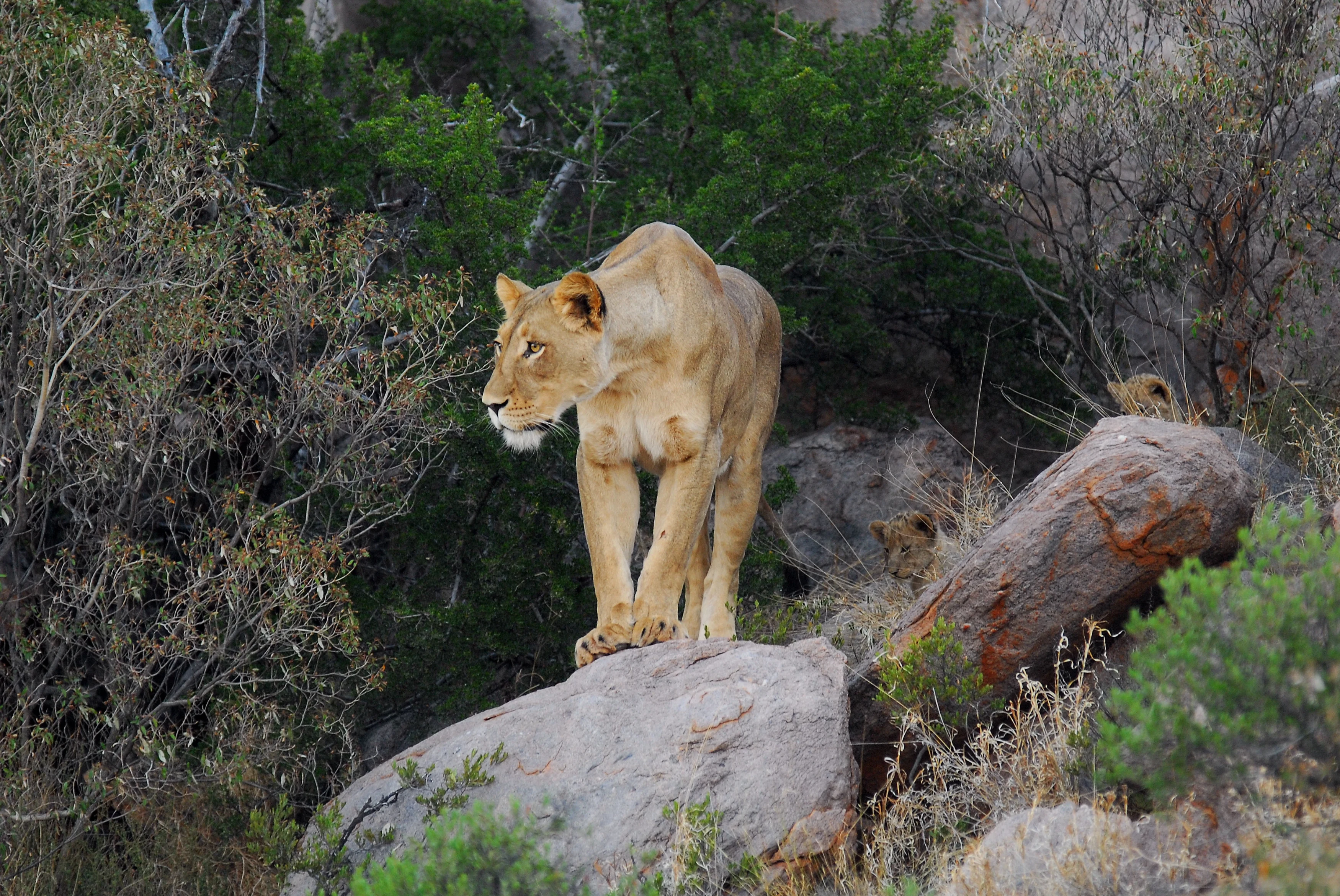 ZA - Lioness.webp