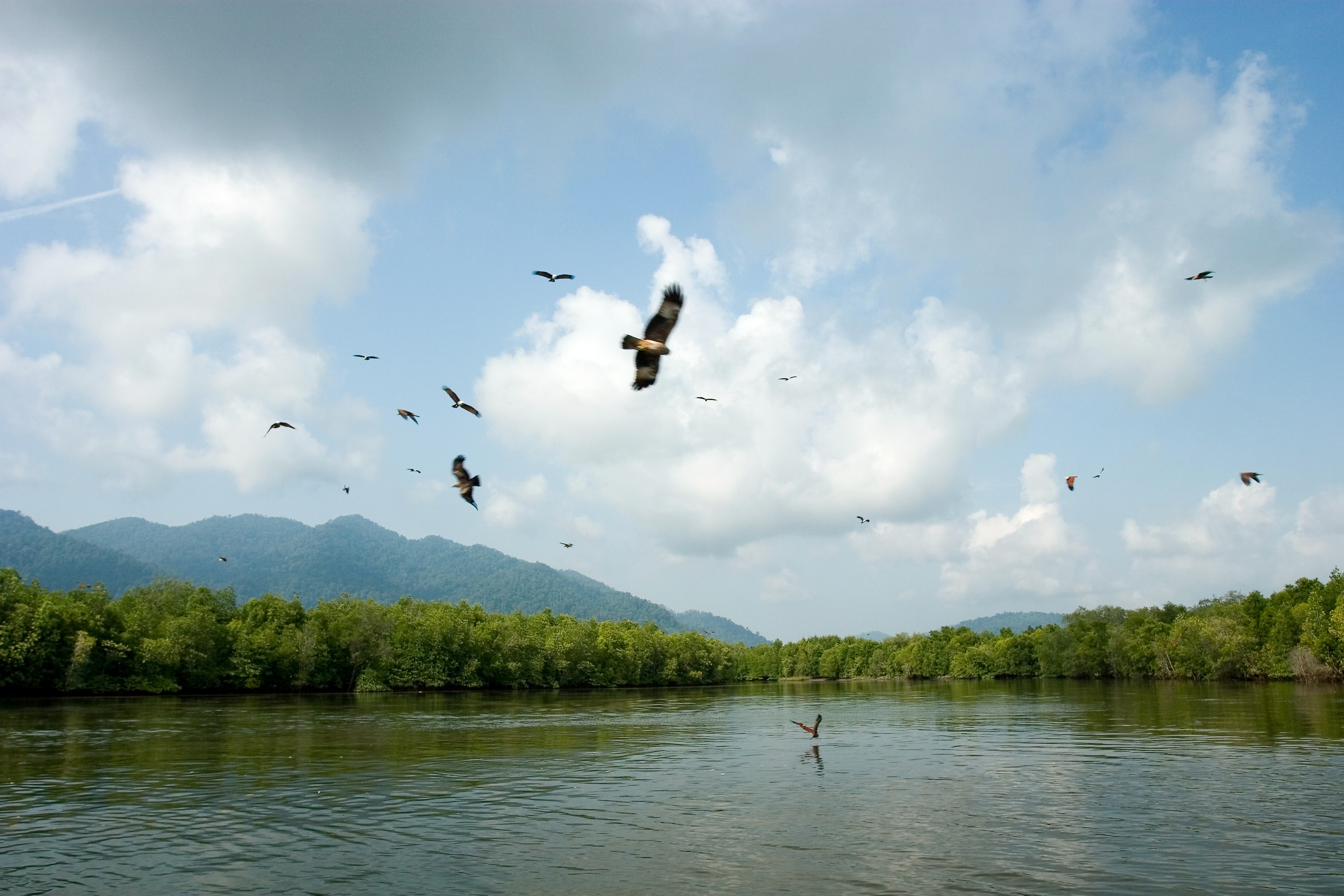 Malaysia Tourism Eagle Feeding (1).jpg