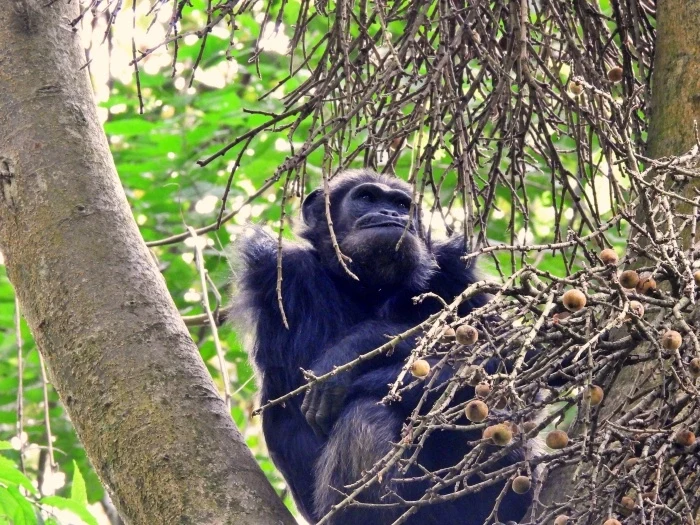 RW - Chimpansee.webp