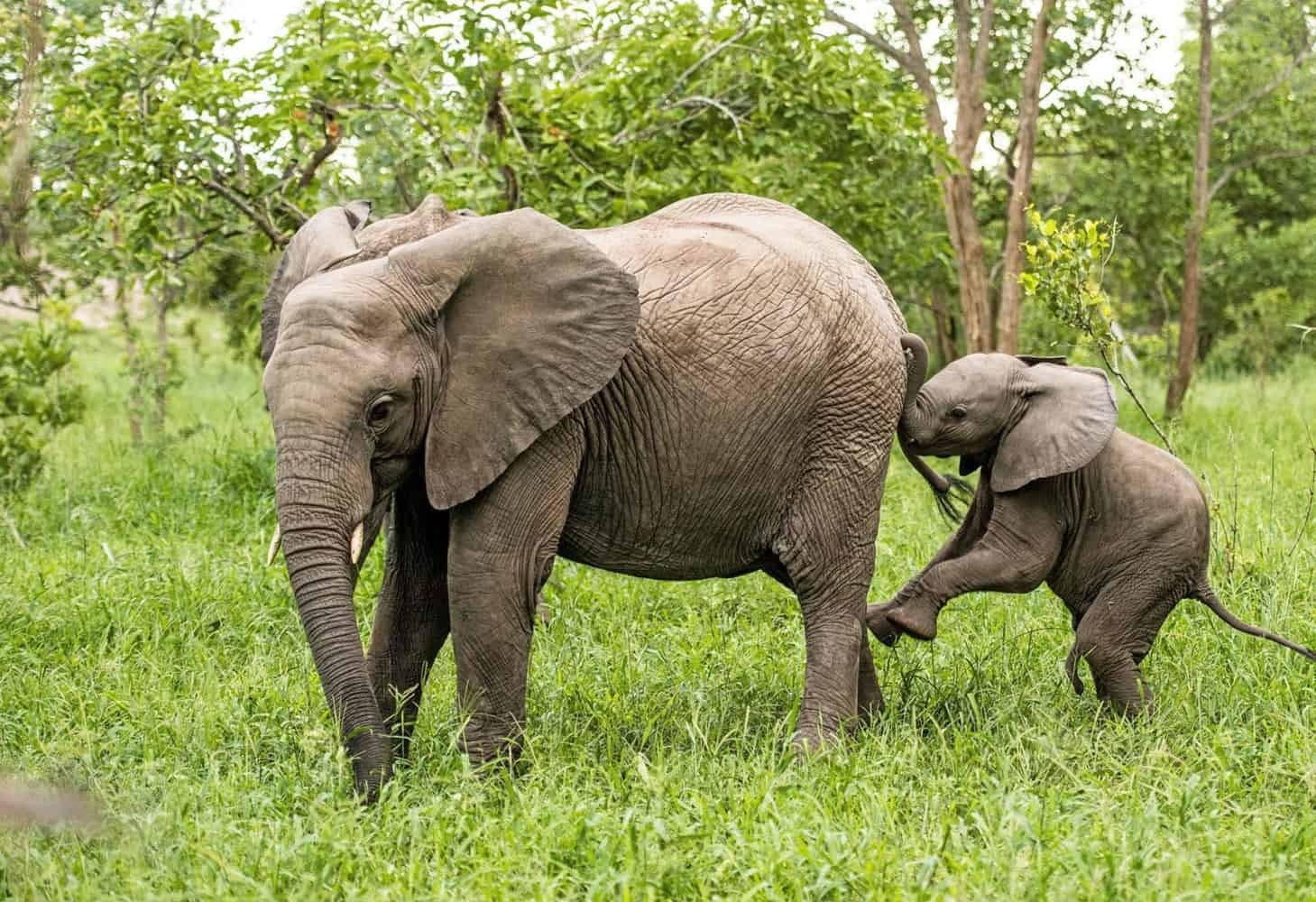 ZA- leopard hills - wildlife elephants.jpg