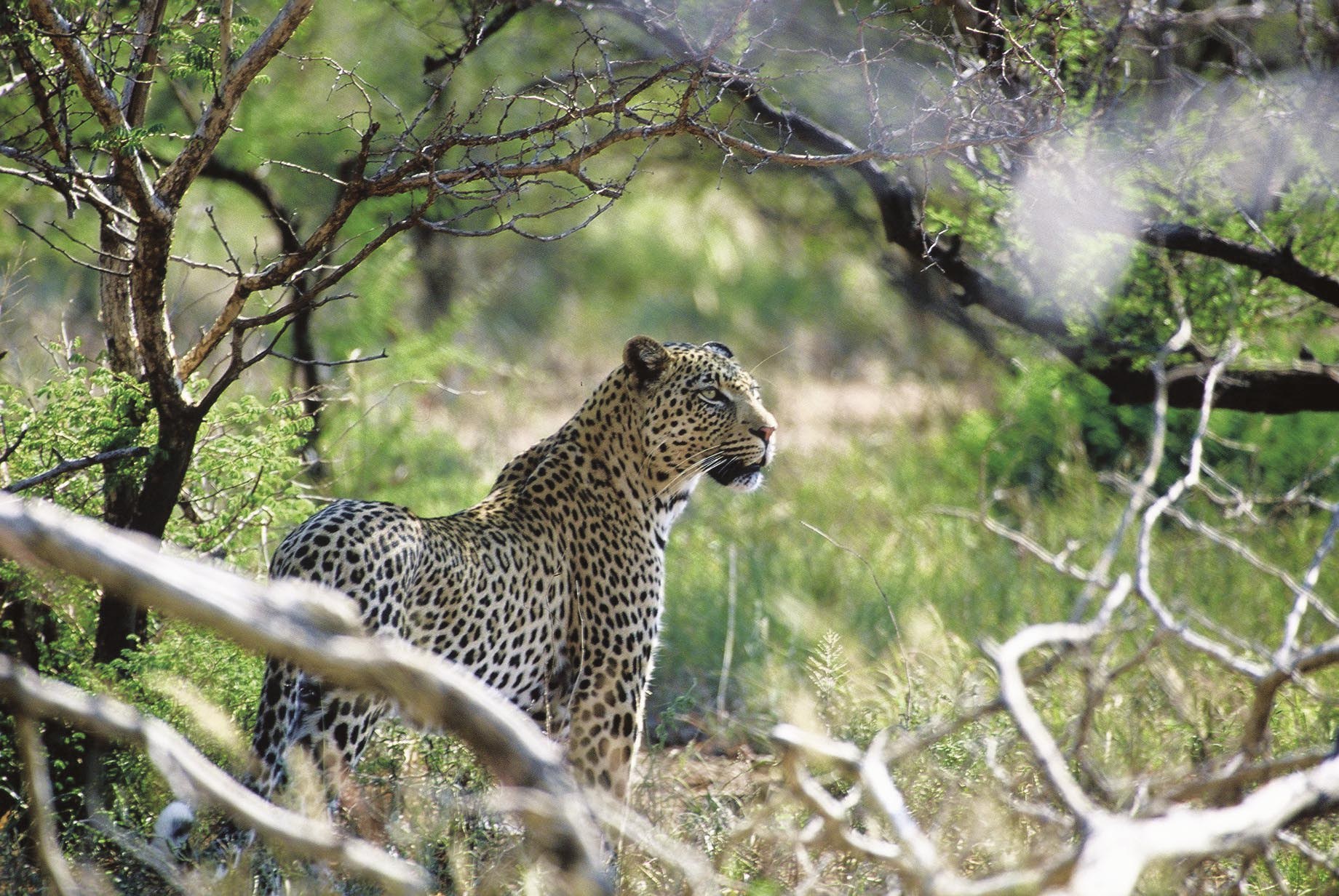ZA - Tuningi Safari Lodge - Leopard at Tuningi.jpg