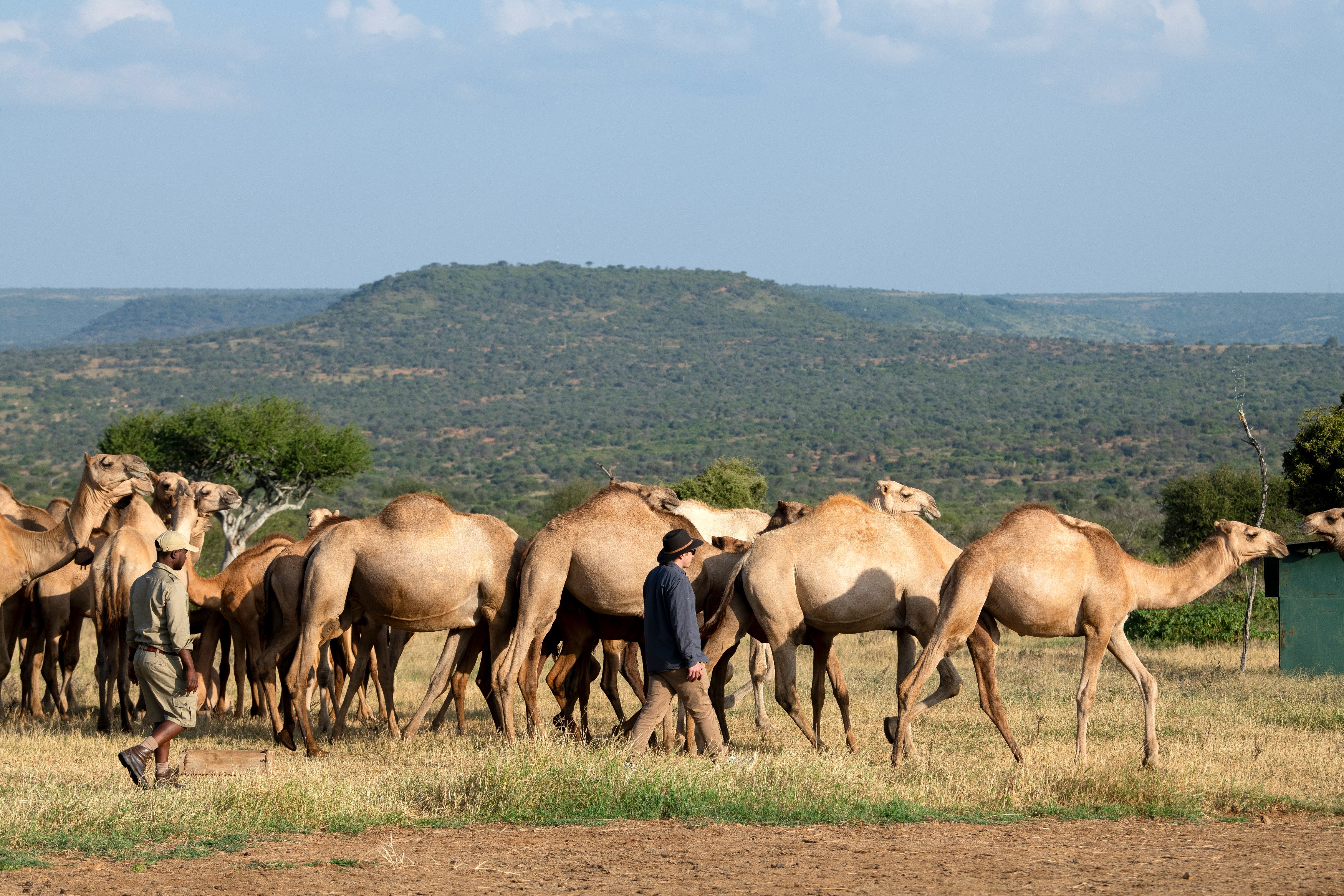 Ke-accommodatie-Suyian-Conservancy-Walk-with-Camels _5_.jpg