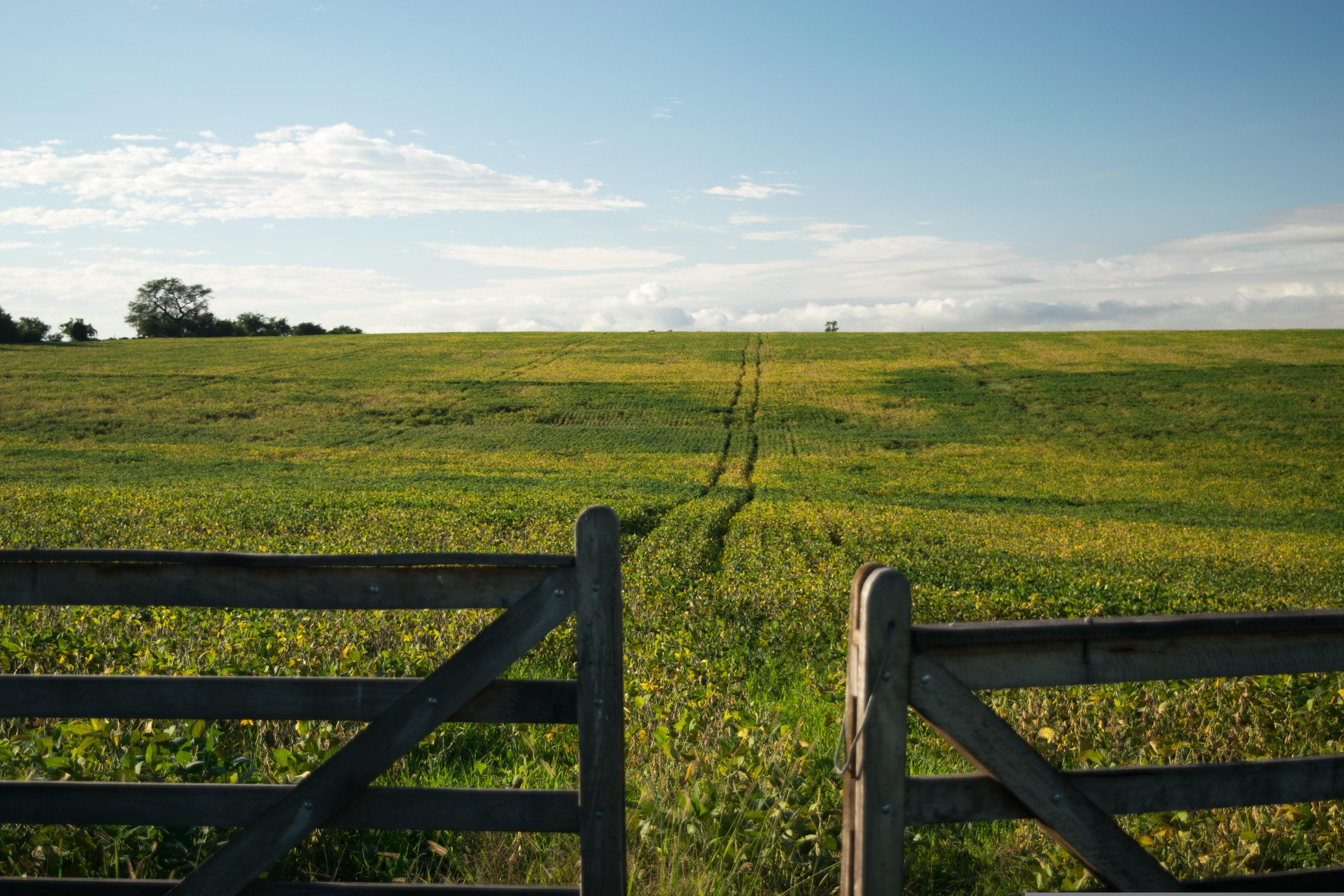 UY - Algemeen - Field.jpg