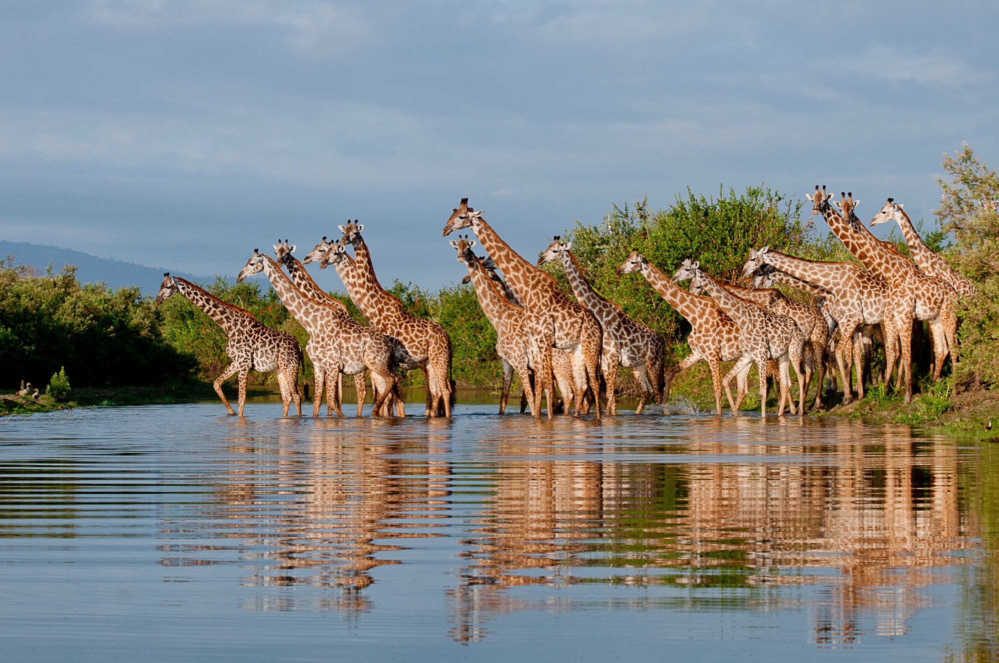 TZ-Roho ya Selous-giraffes.jpg