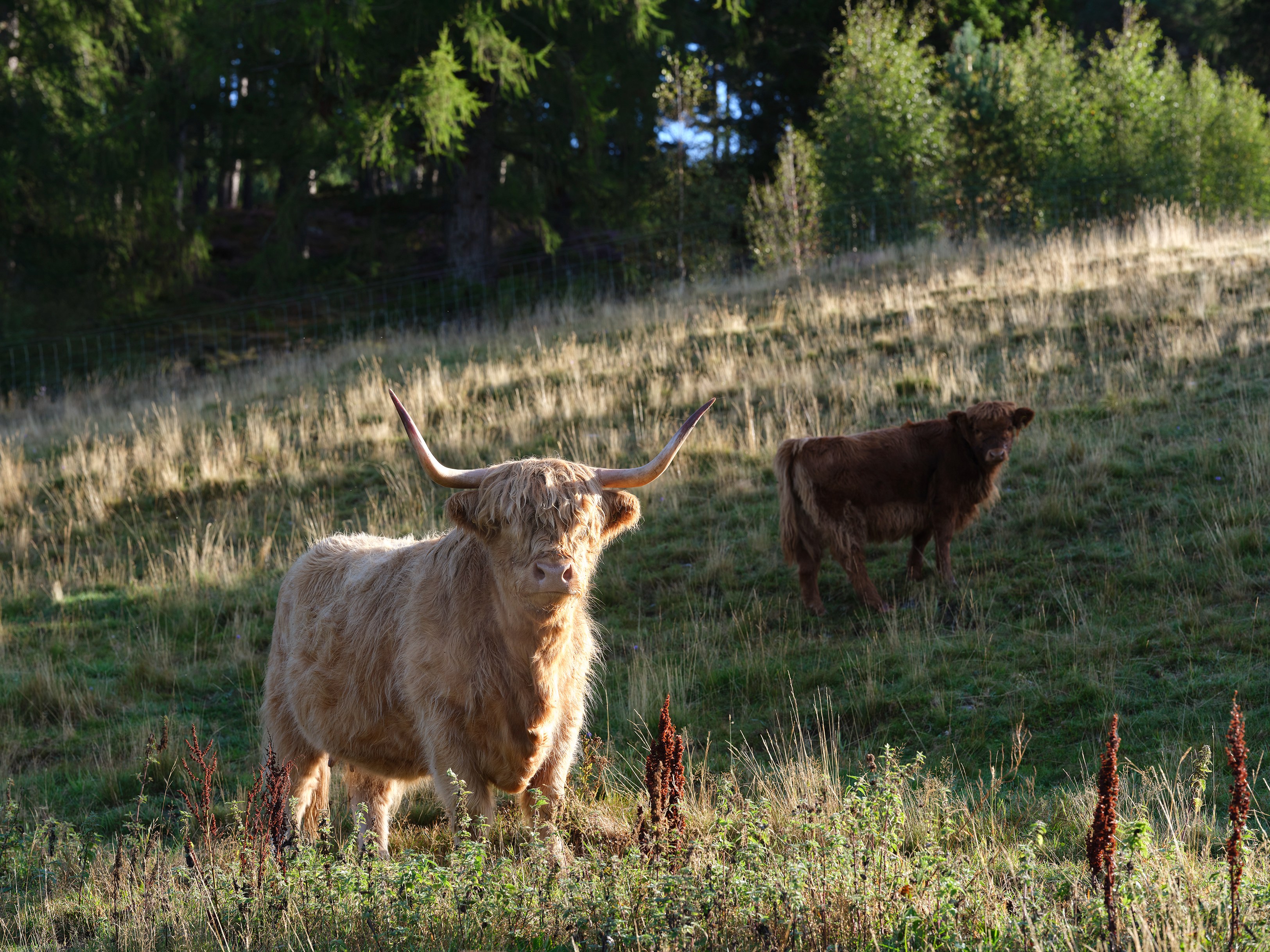 GB-accommodatie- The Five Arms Highland Cattle on Invercauld Estate.jpg