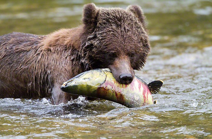 CA - Bear and fish.jpg