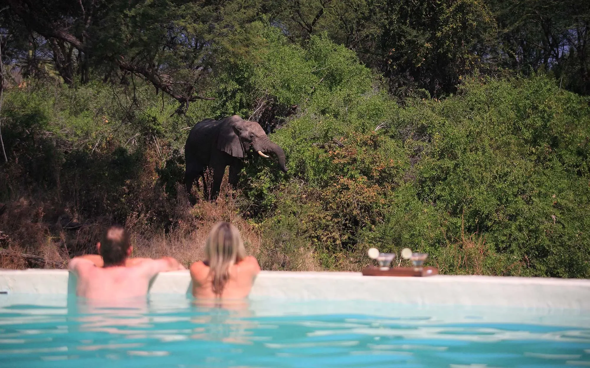 TZ-Jongomero-pool with elephant.webp