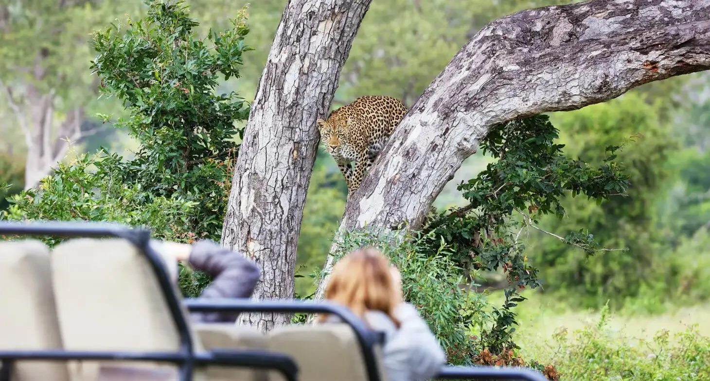 ZA-accommodatie-Londolozi-Tree-Camp-beleven-1.webp
