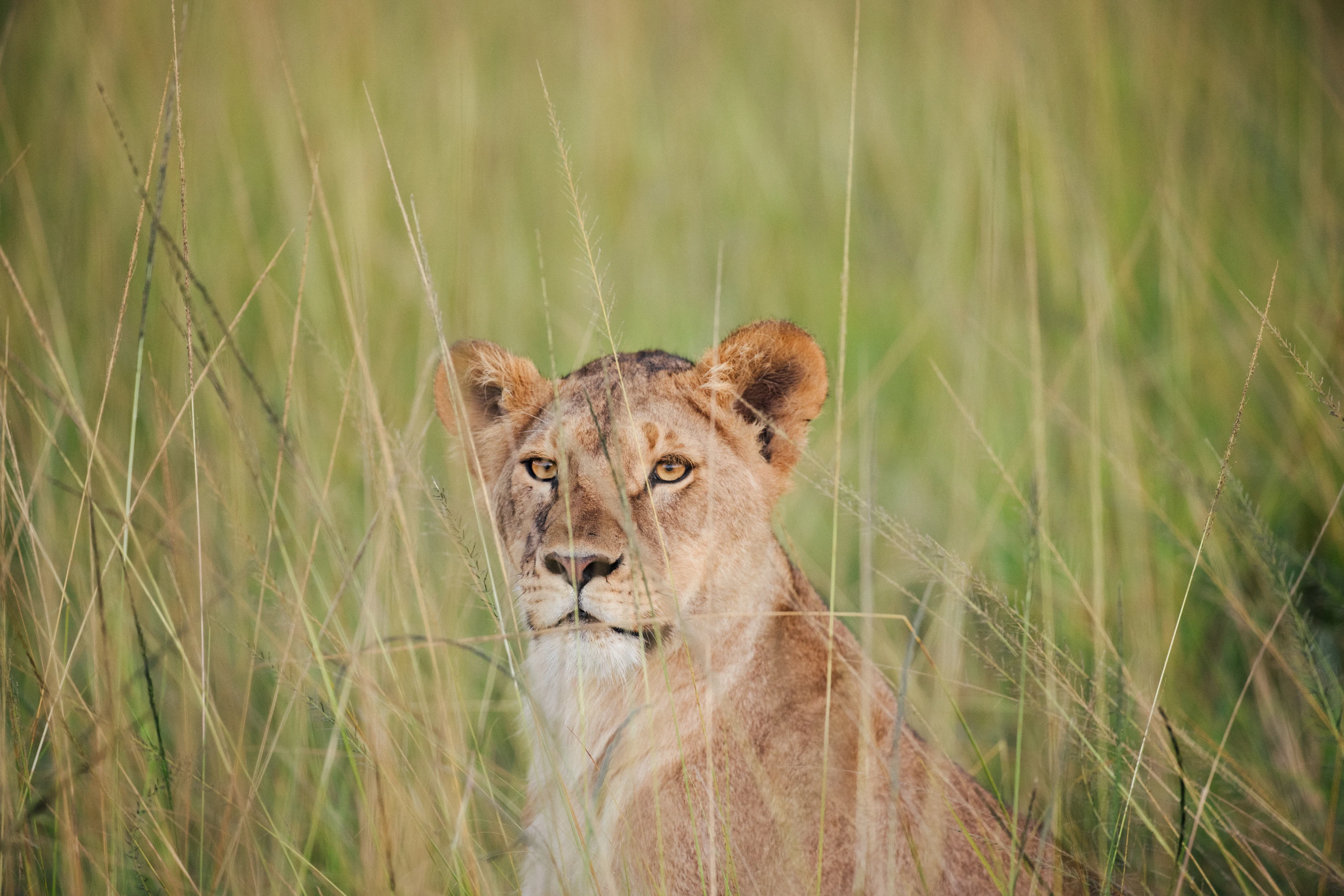 KE-Mara Nyika - General Usage - Pie Aerts - 2021 (59).webp