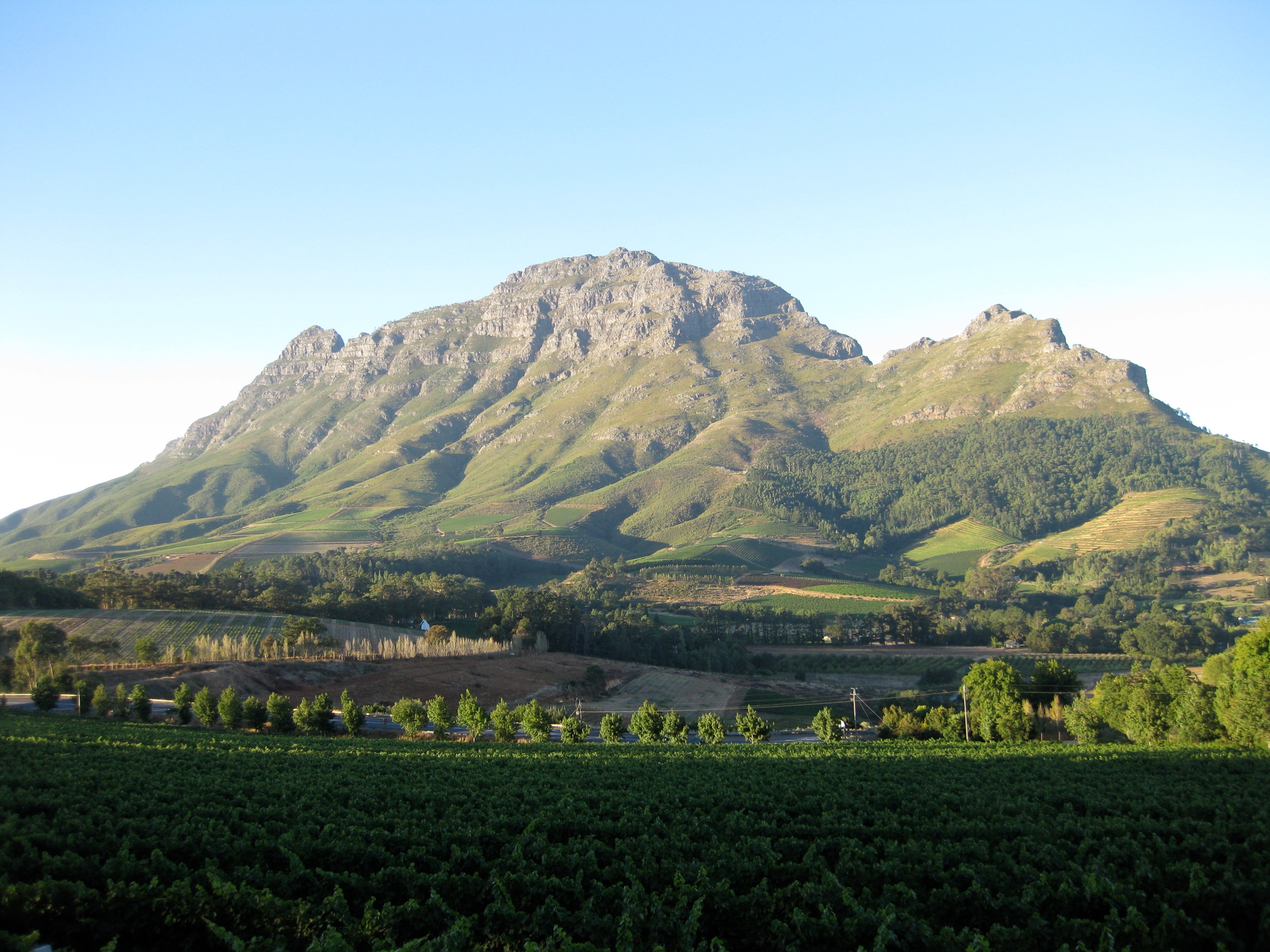 ZA-Wijngebied-Vineyard (11).jpg