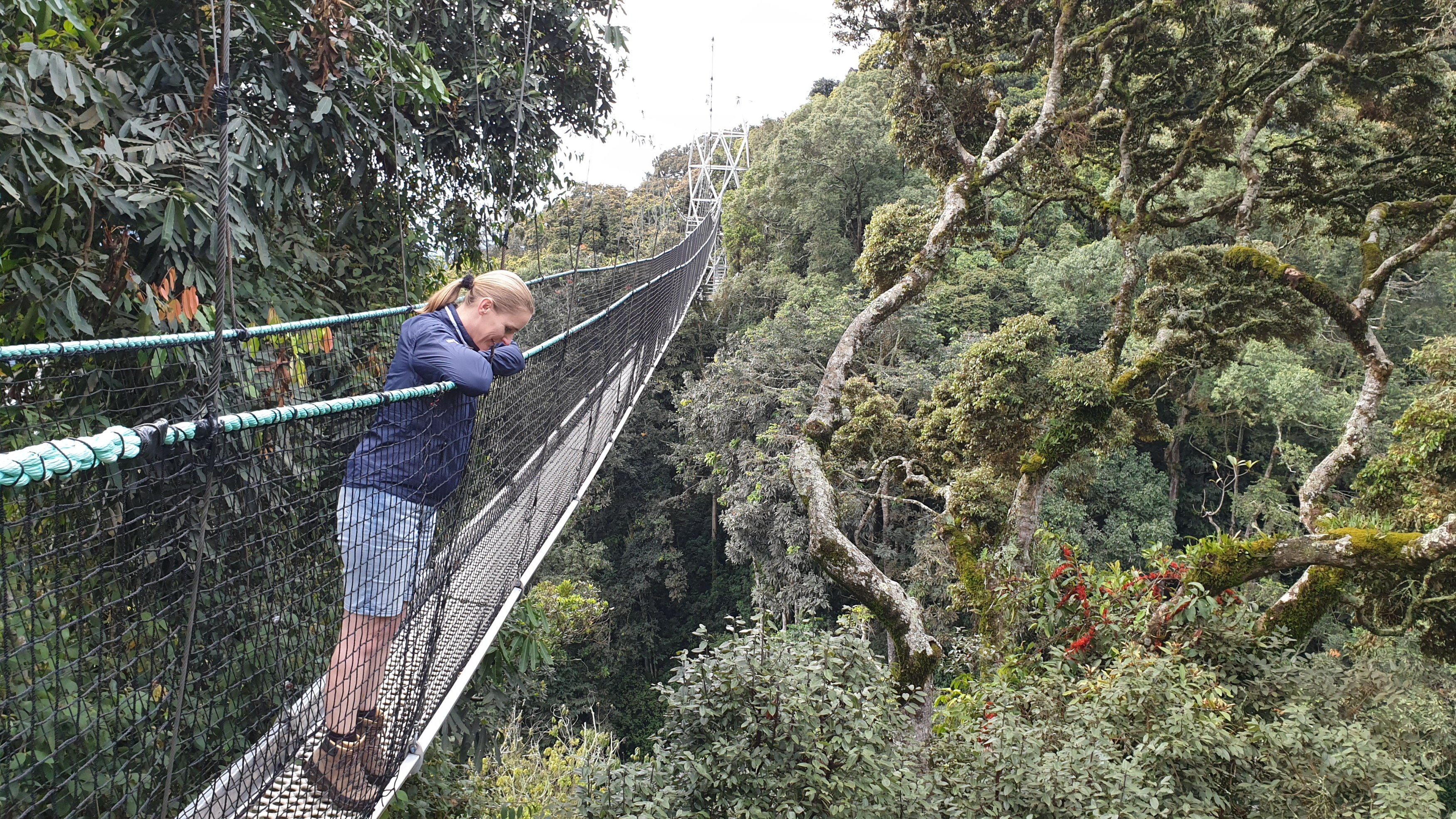 RW-Canopy Walk-Kitty.jpg