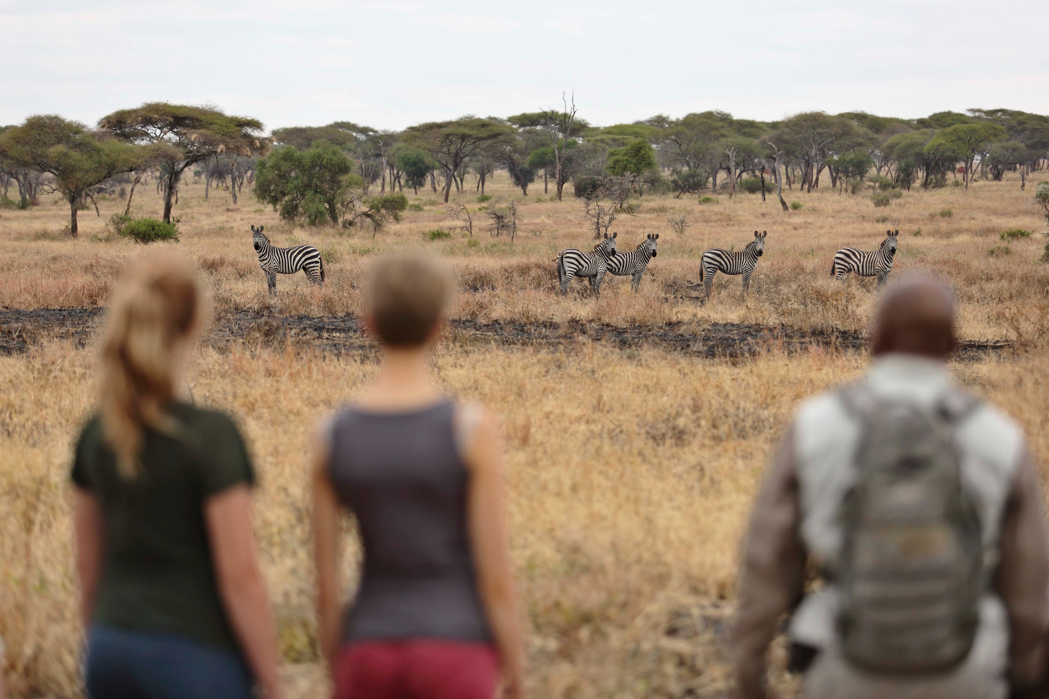 TZ - Tarangire - game walk.jpg