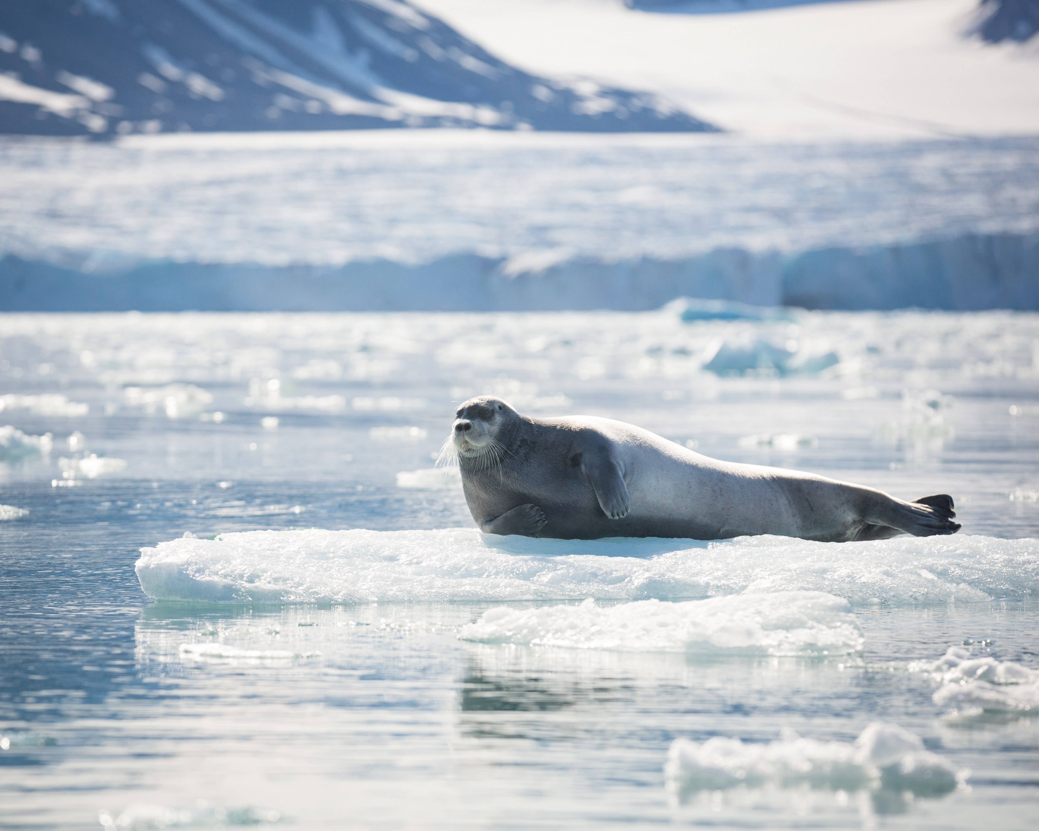 NO- Quark expeditions.acaciajohnson_svalbard_.jpg