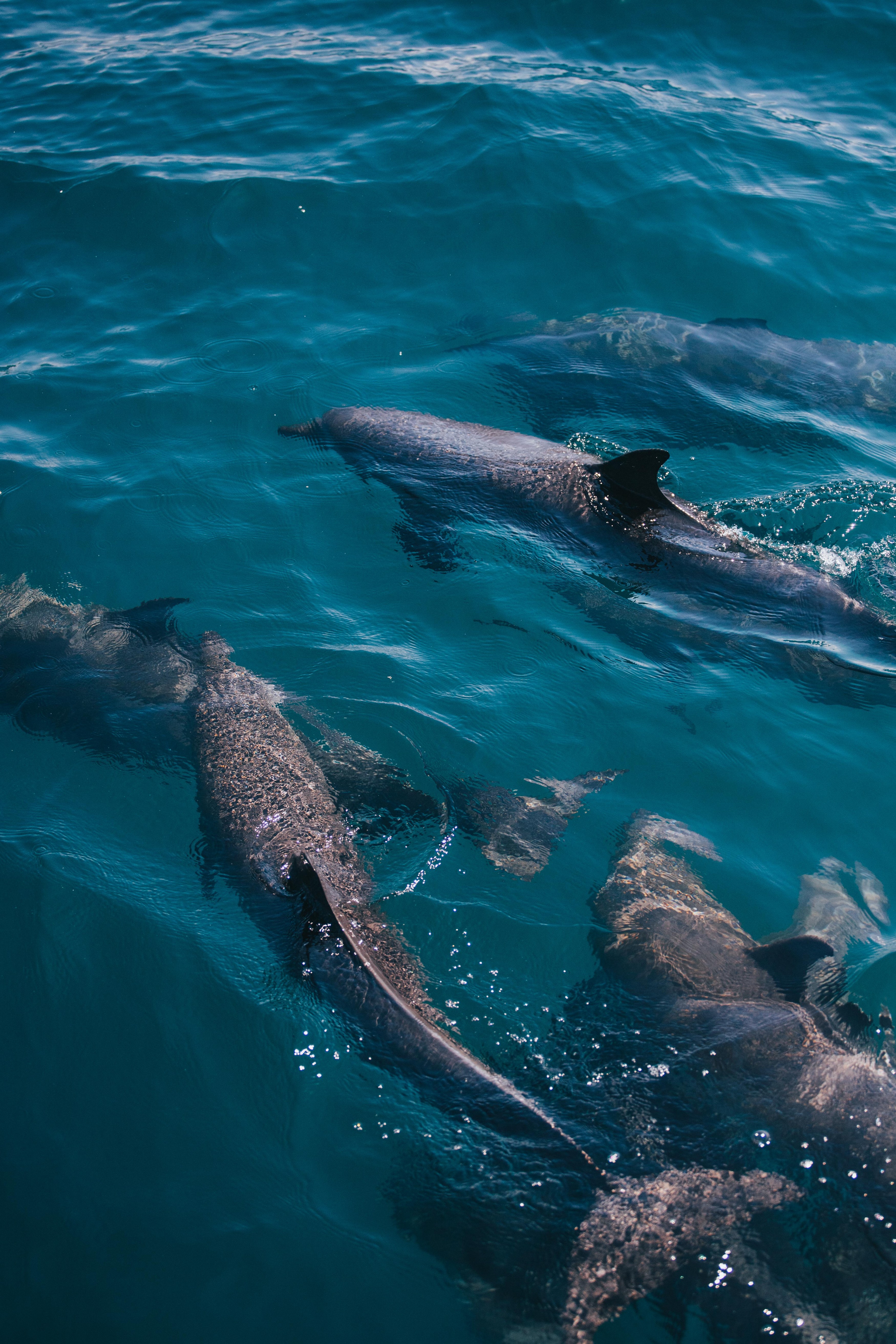 CR-Playa Cativo-Dolphins.jpg