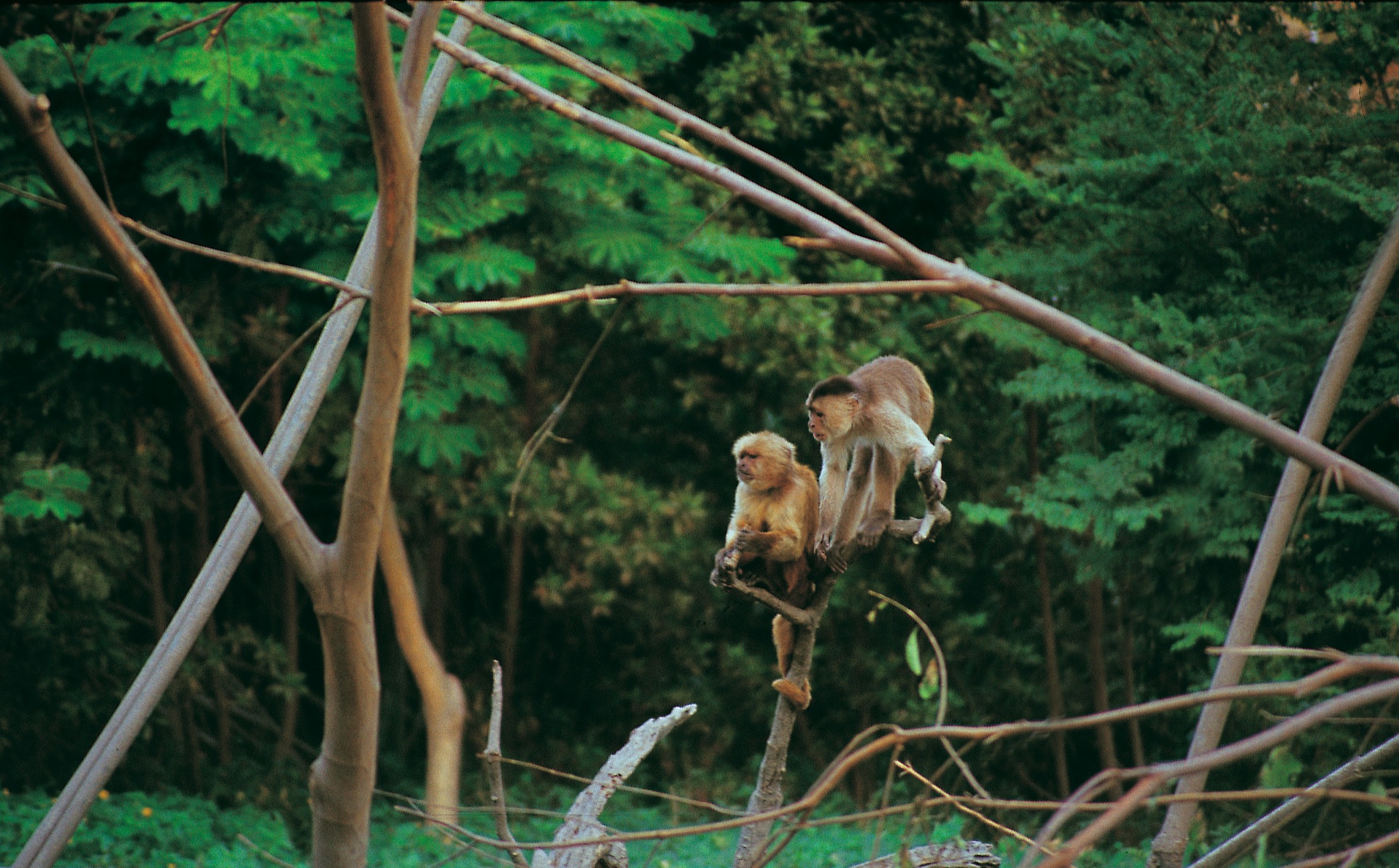 EC - Amazone animal Monkeys.jpg