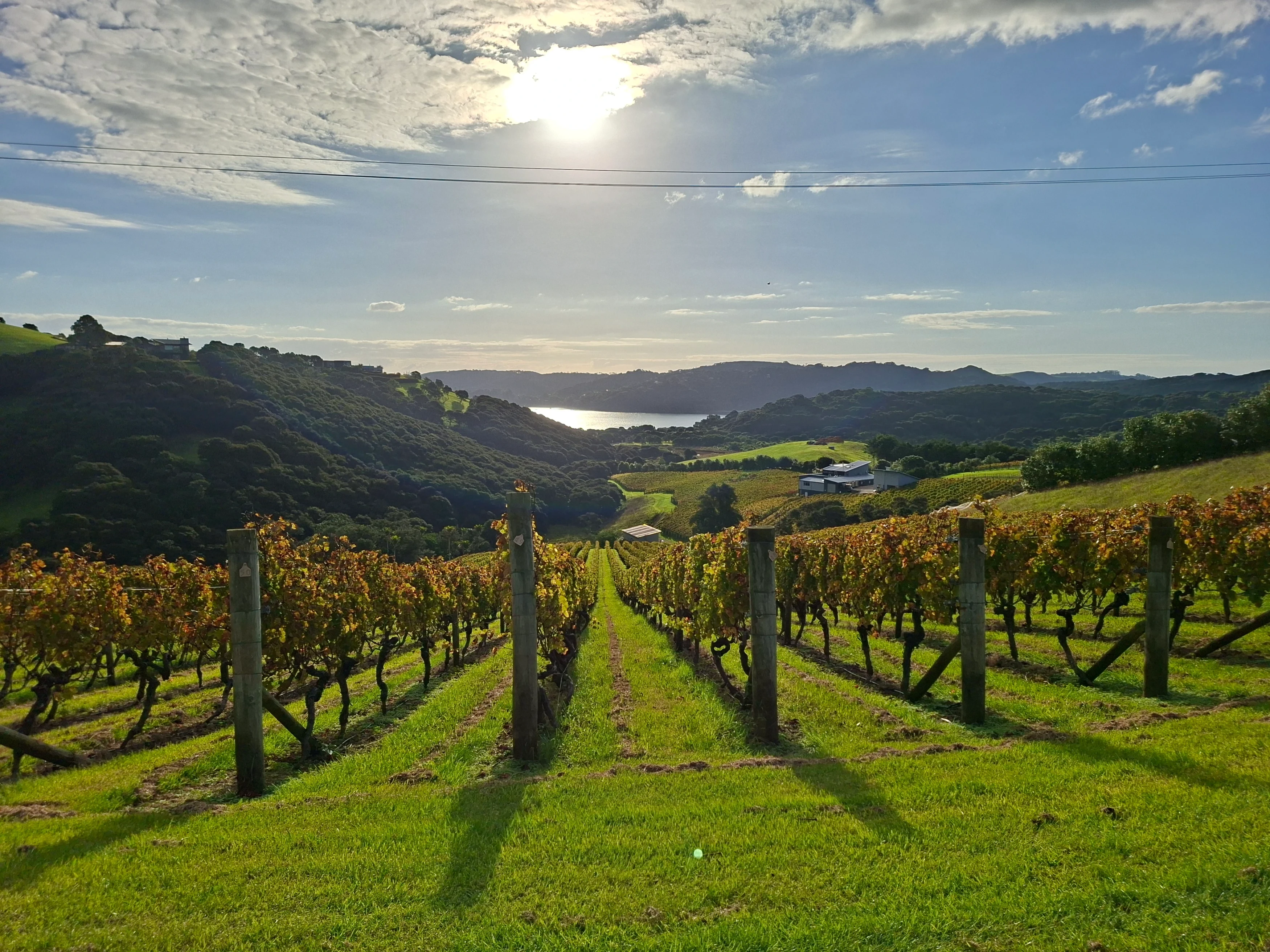 NZ - Famil 2025 - Waiheke - winery.webp