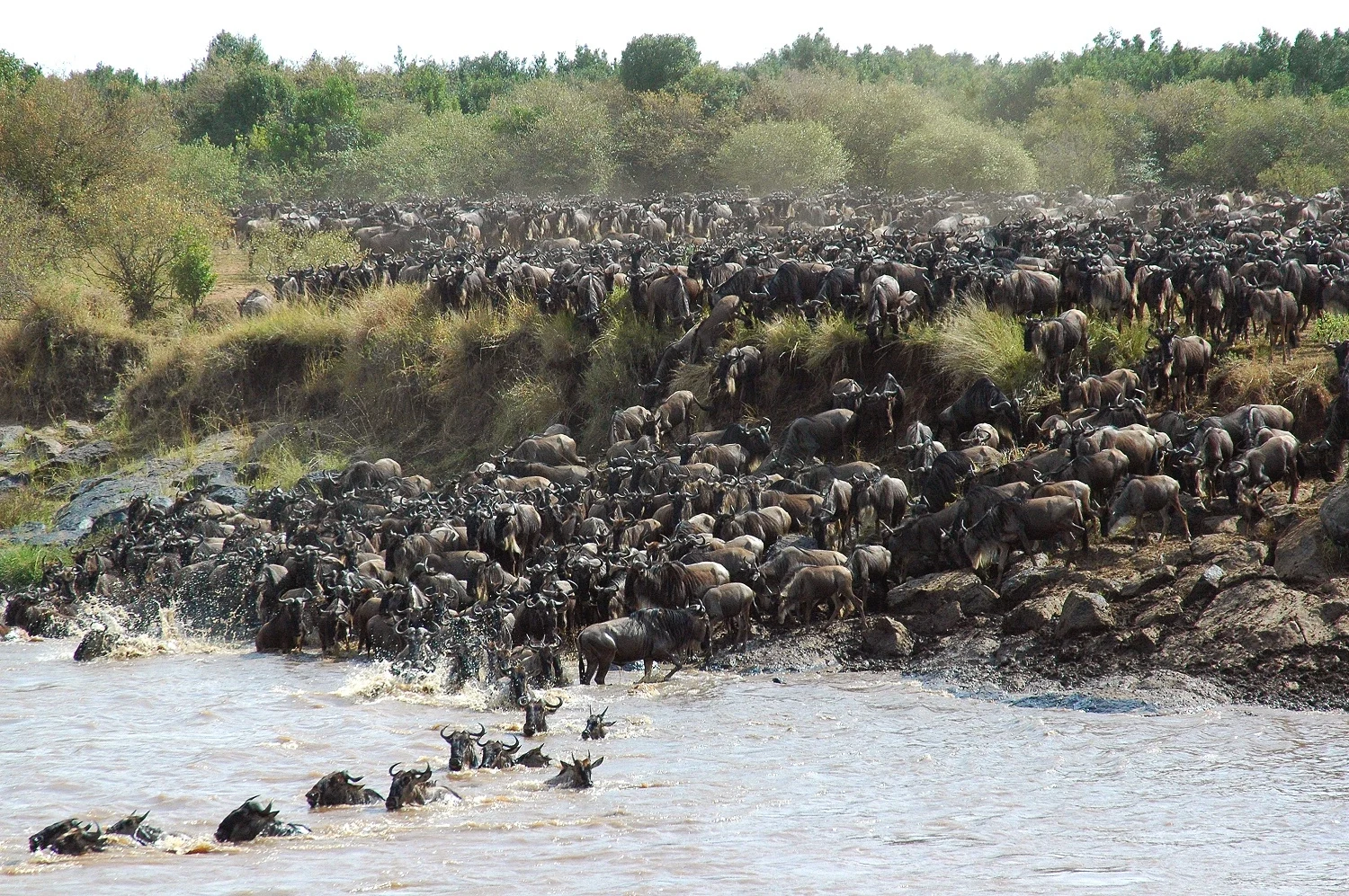 TZ-andBeyond-Serengeti-Under-Canvas-Migration-river-crossing-kogatende.webp