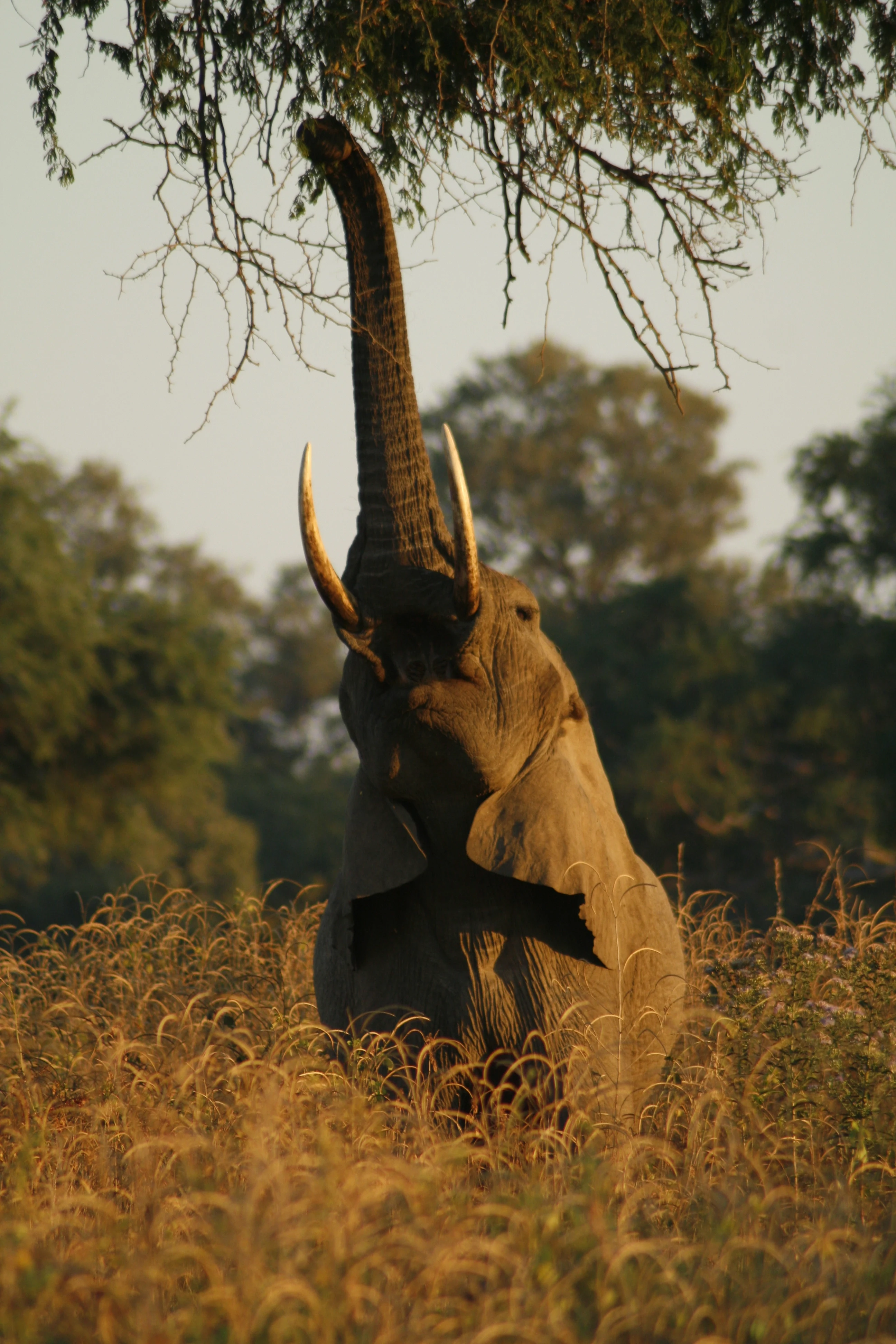 ZM-South Luangwa-elephant on two legs.webp