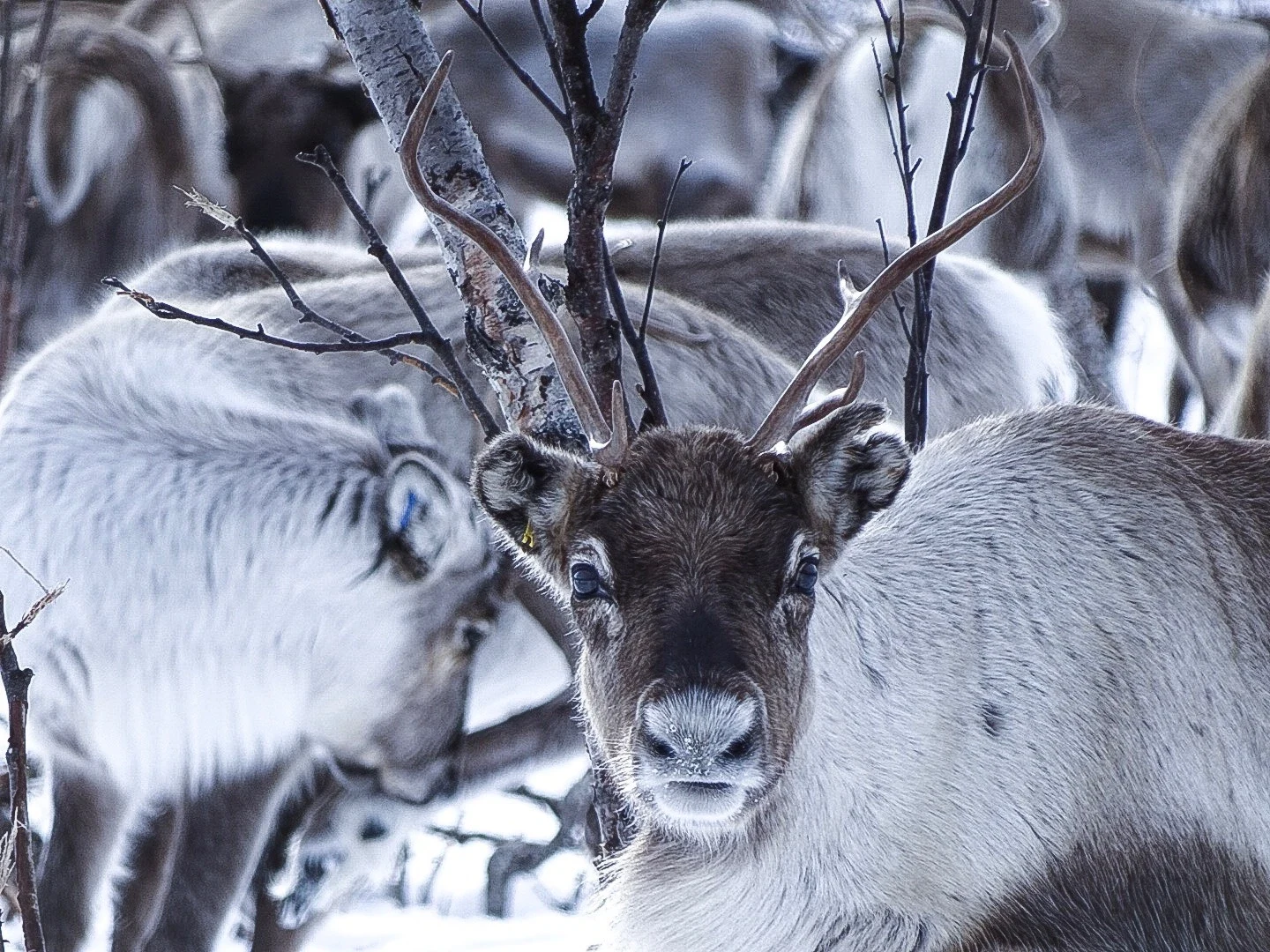 SE - Reindeer Sapmi Nature_Femke.webp