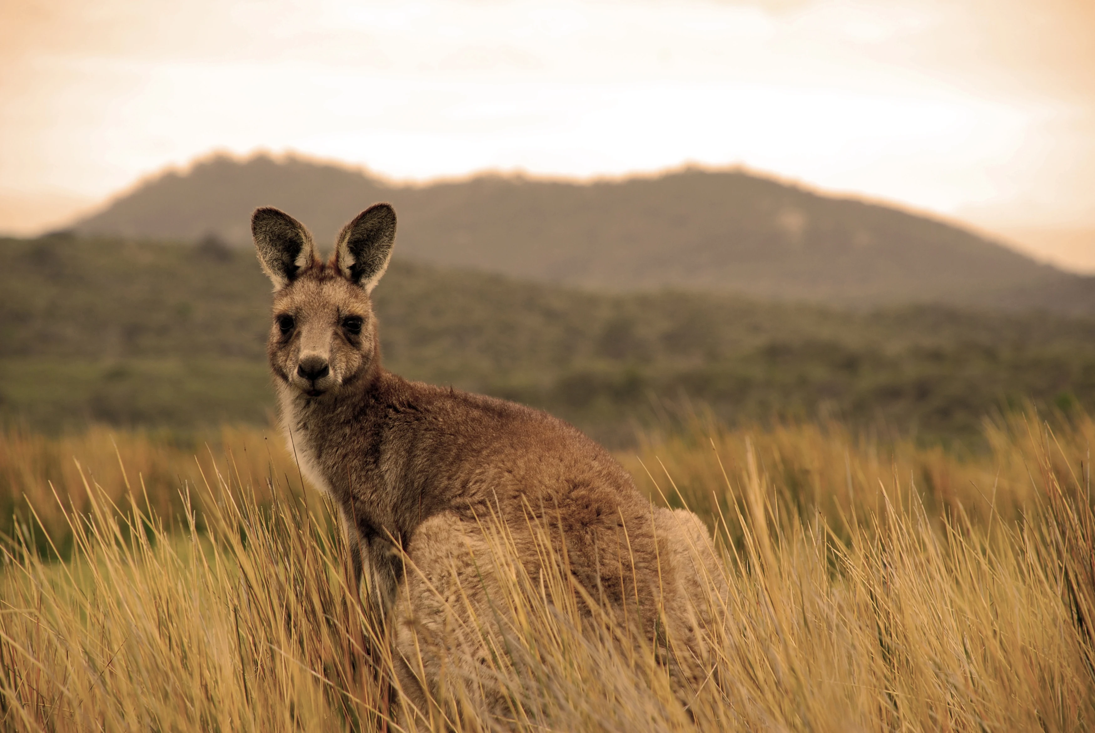AUS-Kangaroo-Outback-Shutterstock (1).webp