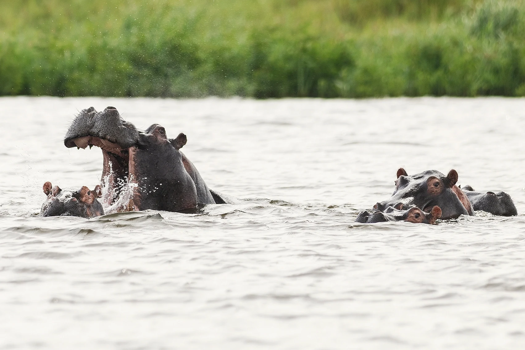 04_Rwanda_AkageraNP_Magashi_MalouvanBreevoort.webp