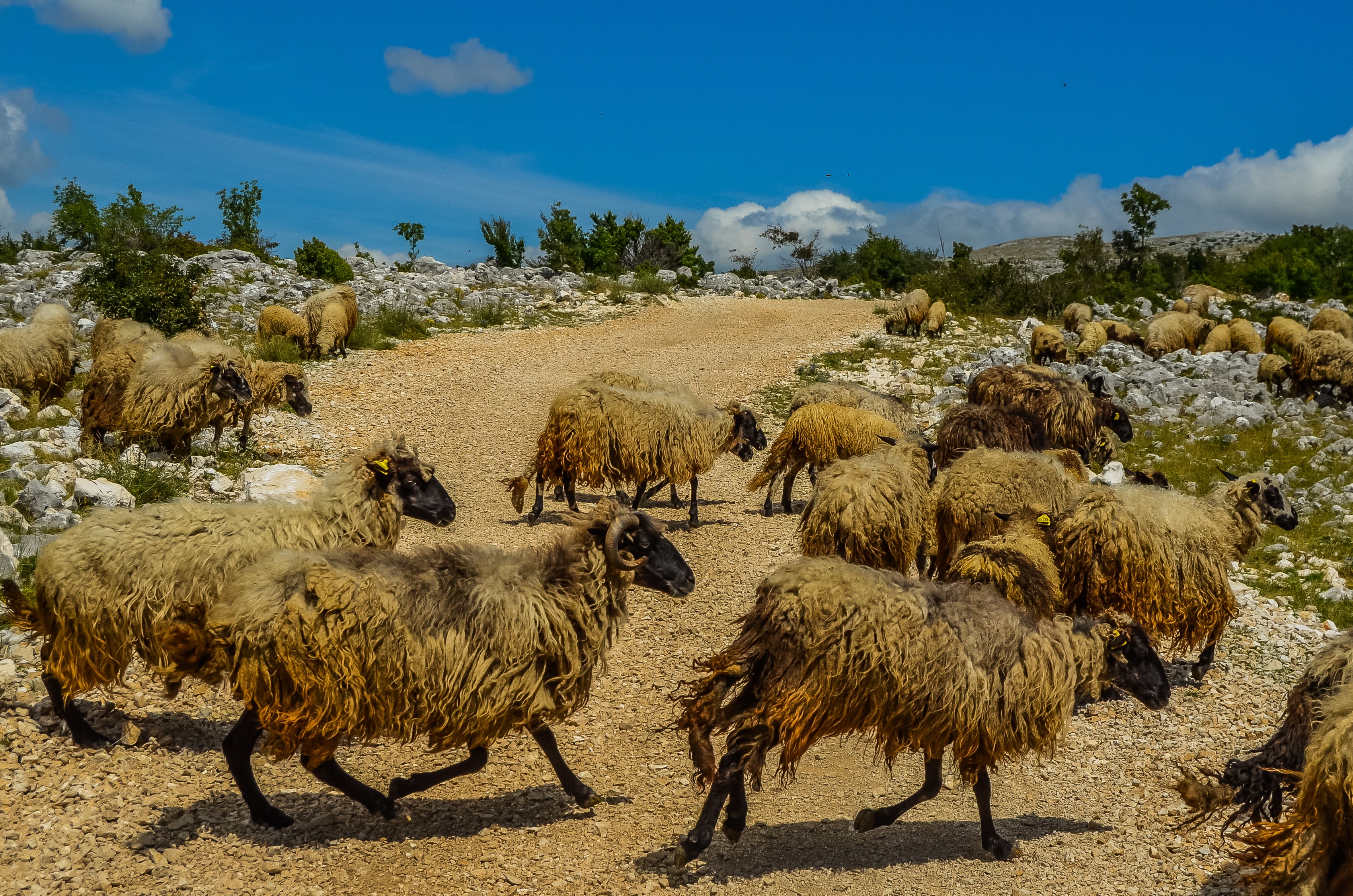 HR - Split - Excursie - Quad bike 4.jpg