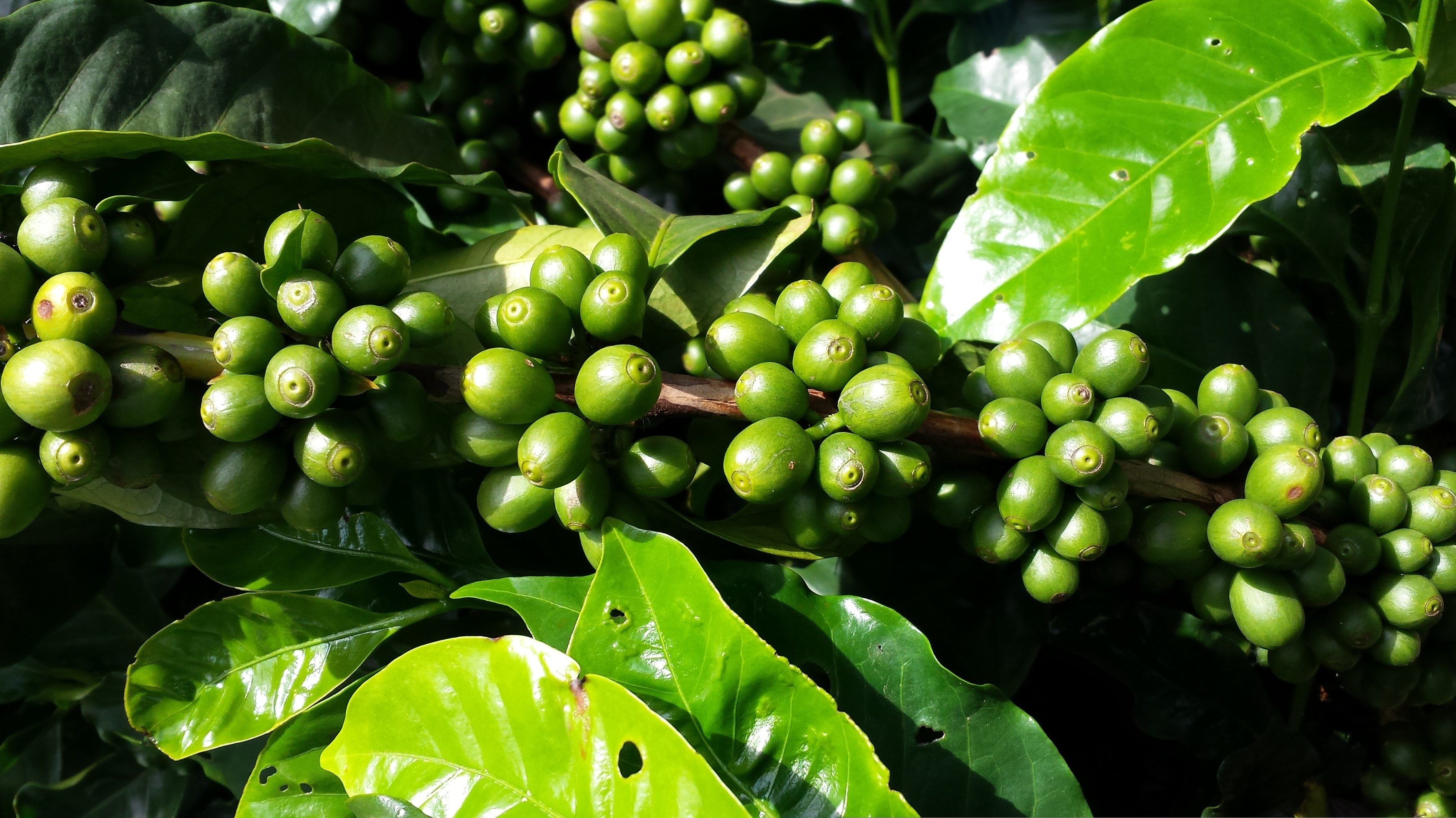 vandelinodias-coffee-662737.jpg