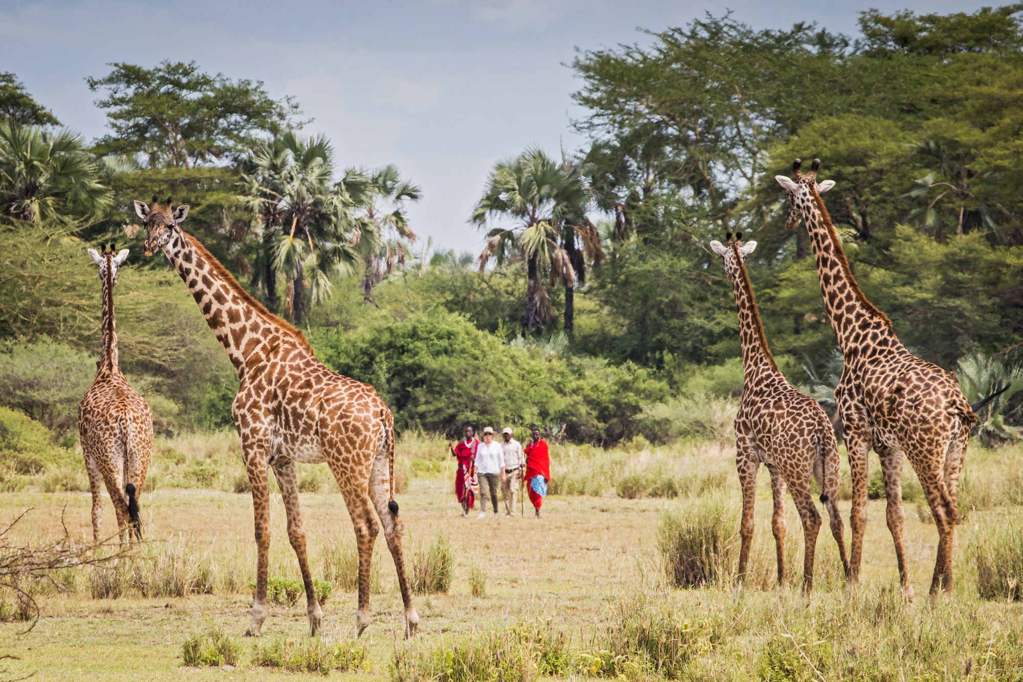 TZ-Chem-Chem-Lodge-Walking-Bush-Maasai-Giraffe.jpg