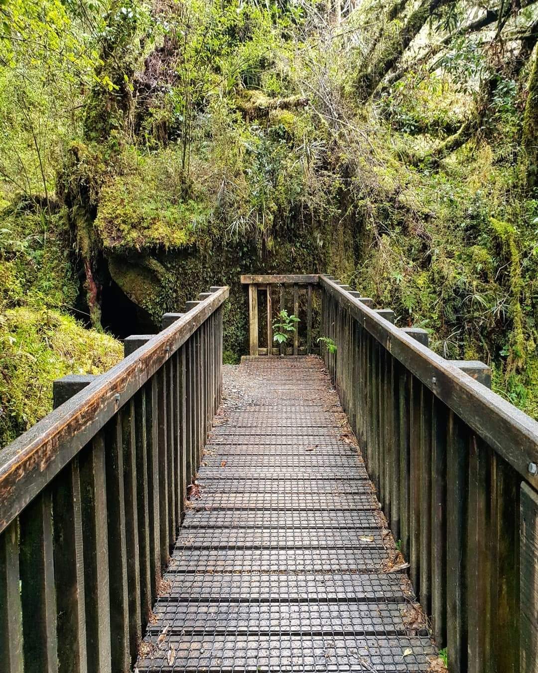 NZ - Hollyford Valley - board walk.jpg