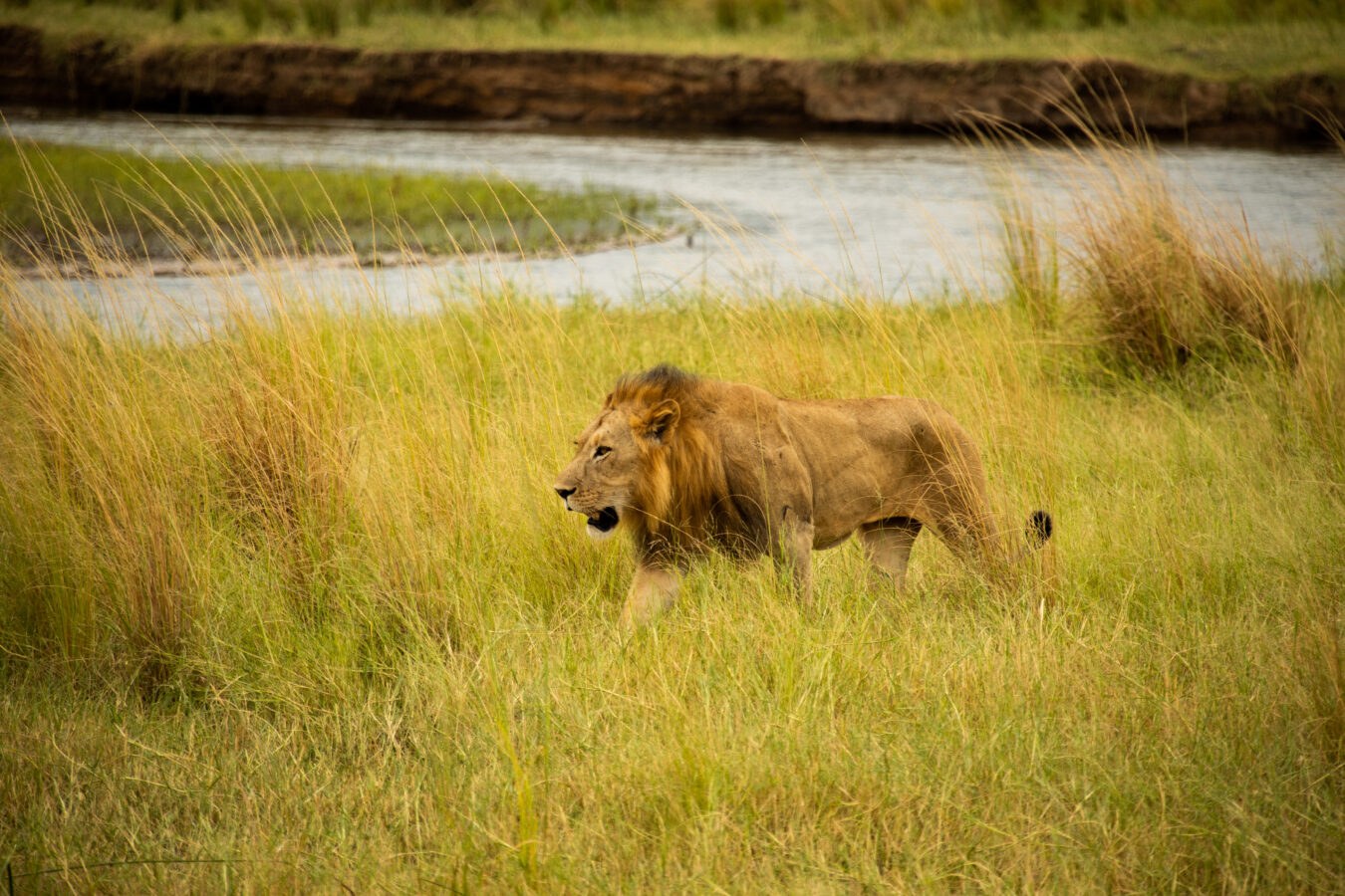 Za-Molori-Lion.jpg