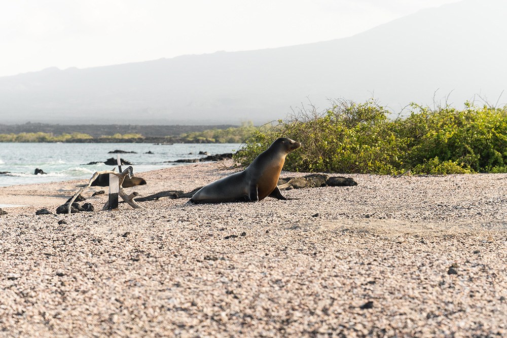 Aqua Mare_Sealion_20 (2).JPG