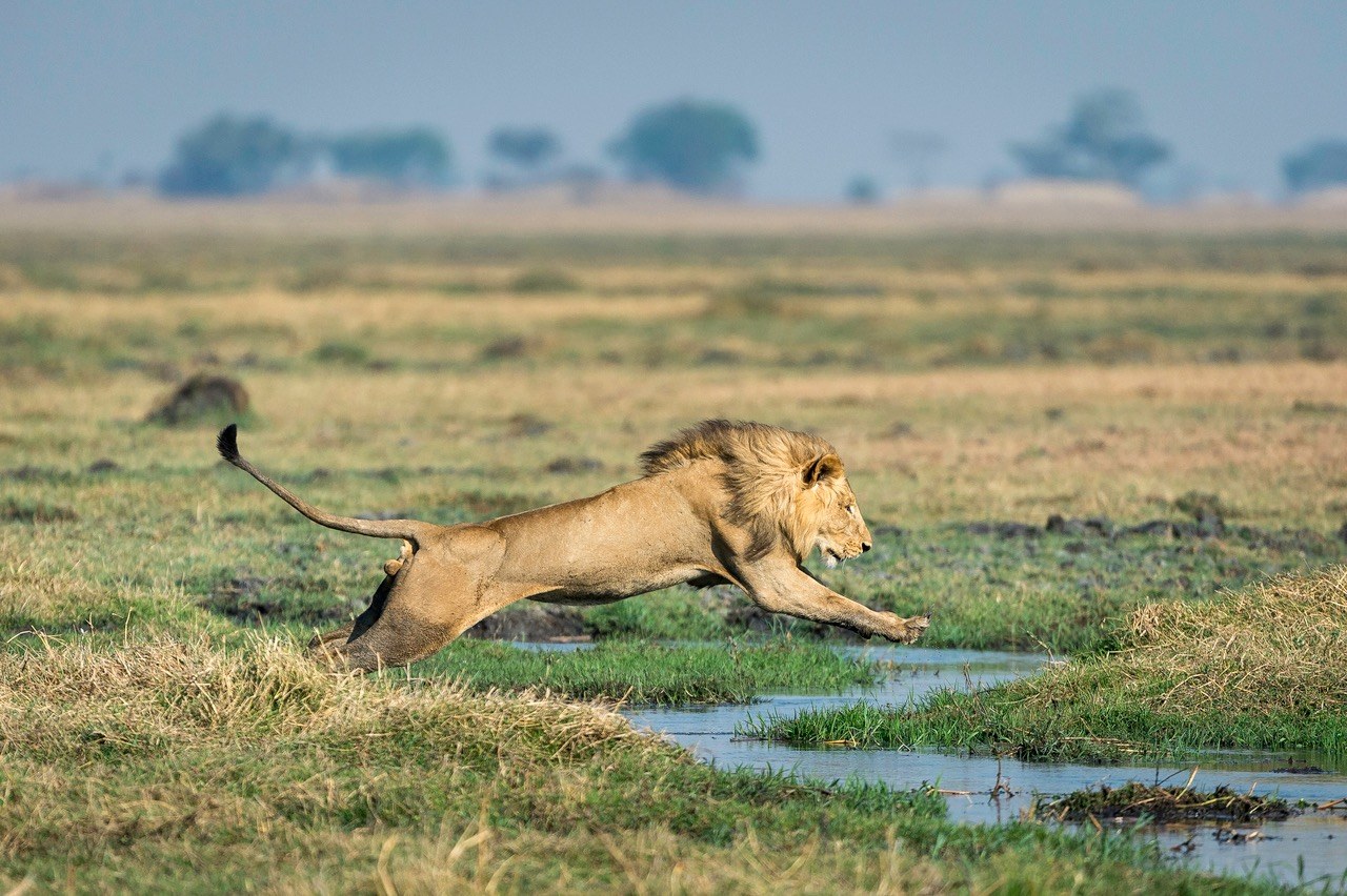 ZM-Shumba-wildlife Kafue.jpg