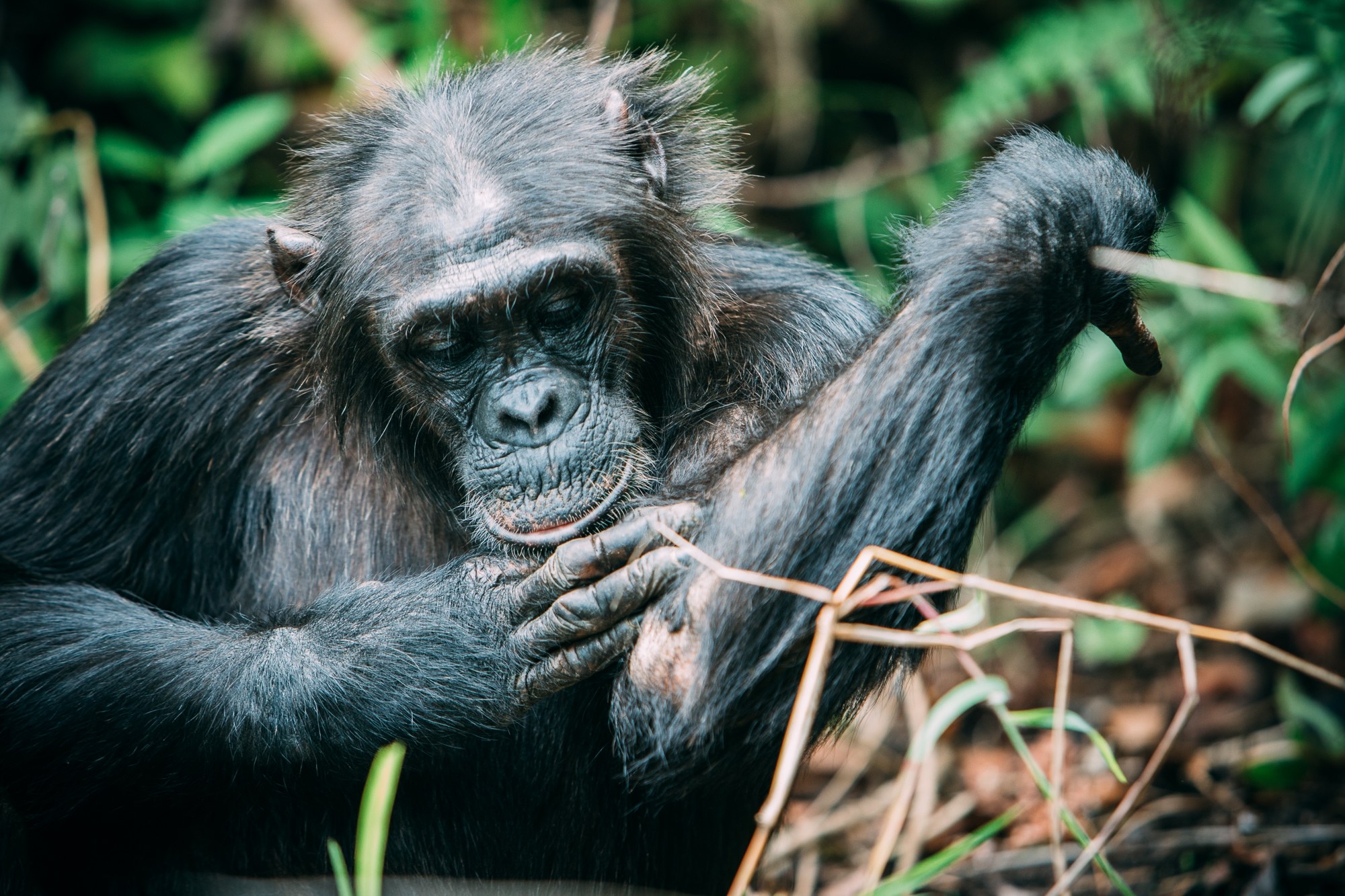 TZ-Greystoke Mahale-chimpansee 3.jpg