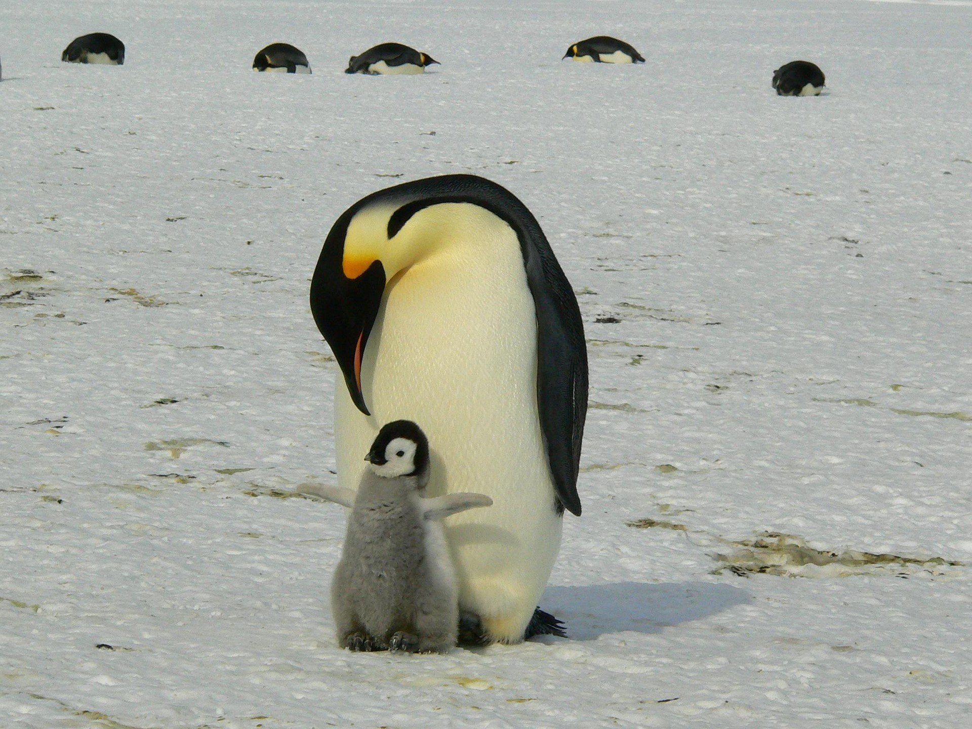 AQ-Algemeen-penguins (2).jpg