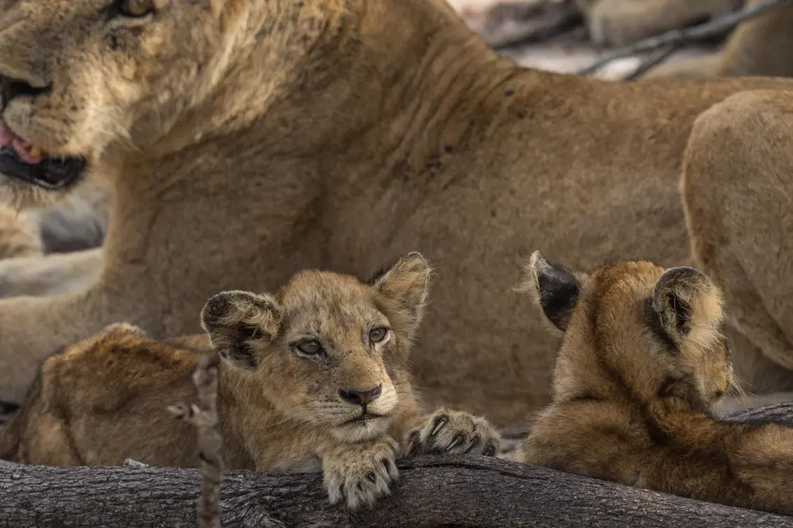 ZA-Accommodatie-Silvan-Safari-Lodge-sabi-sand-game-reserve.webp