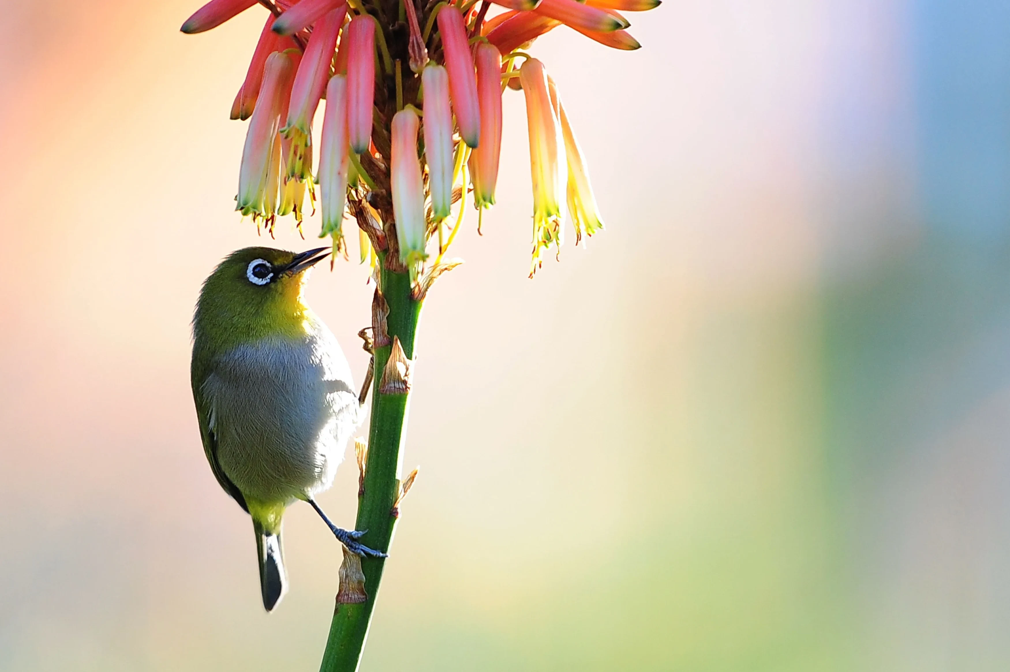 ZA-Shamwari Bayethe Tented Lodge Bird.webp