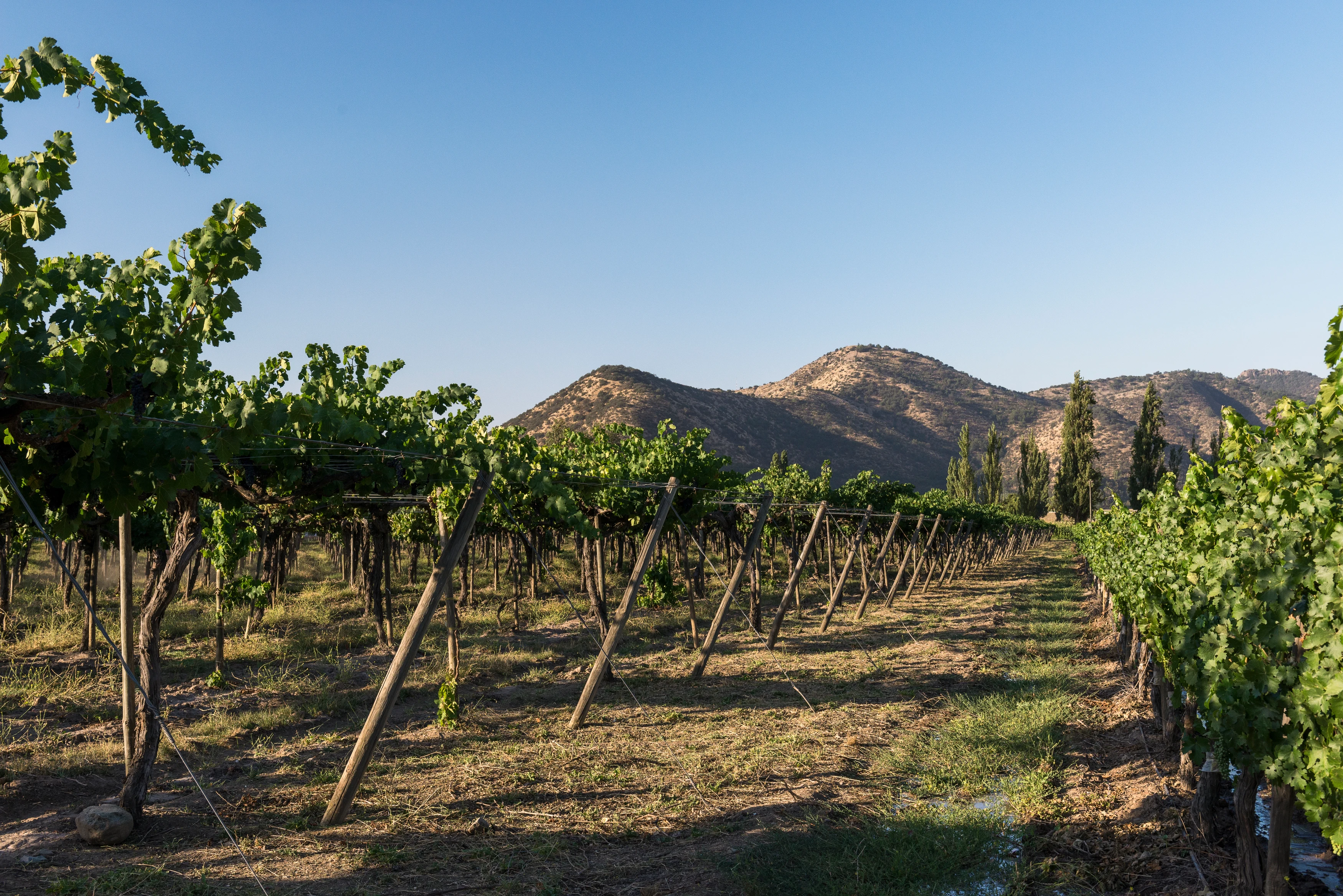 CL -  vineyards maipo region.webp