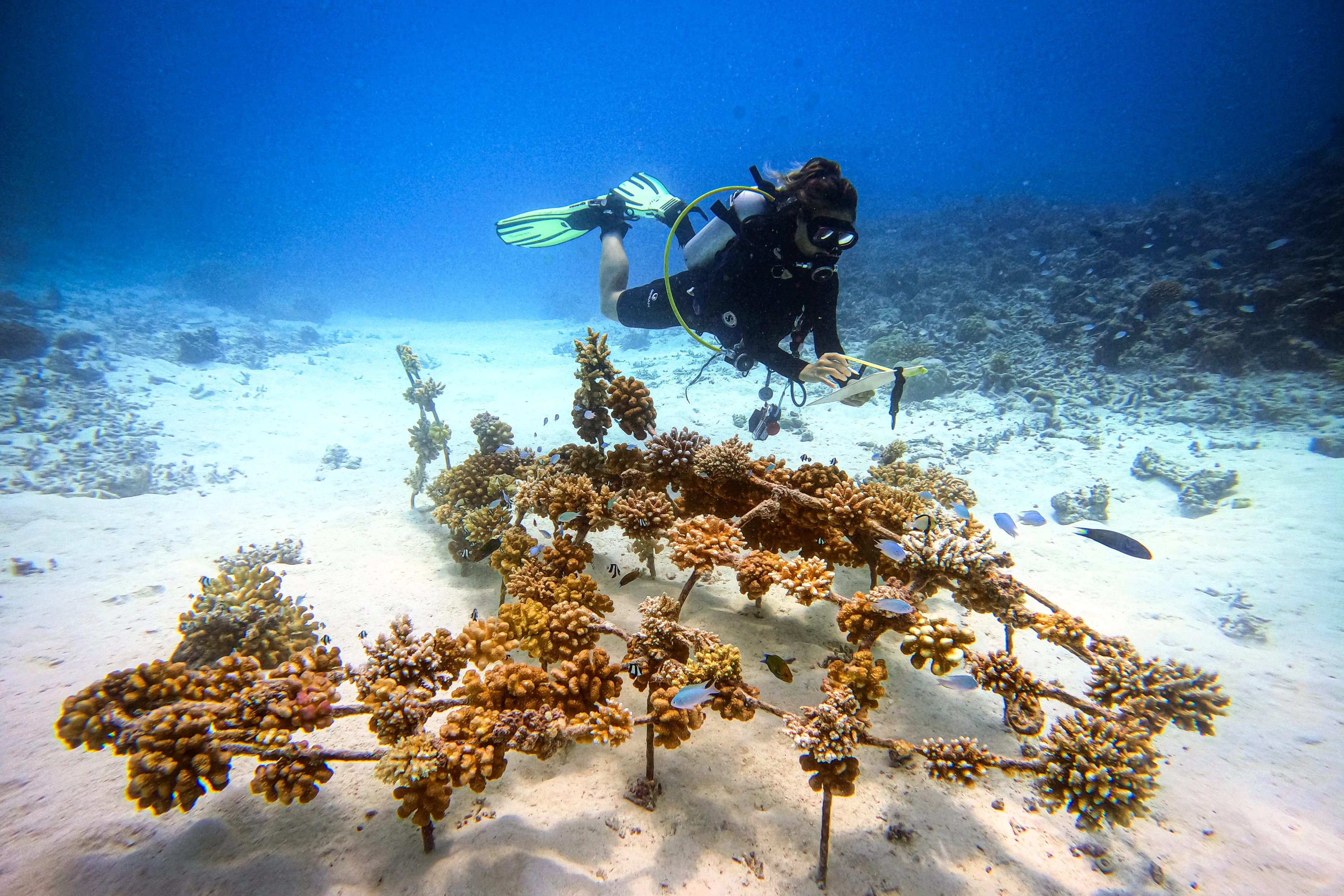 MV-Accommodatie-Conrad-Maldives-Rangali-Island-Diving-Coral.webp